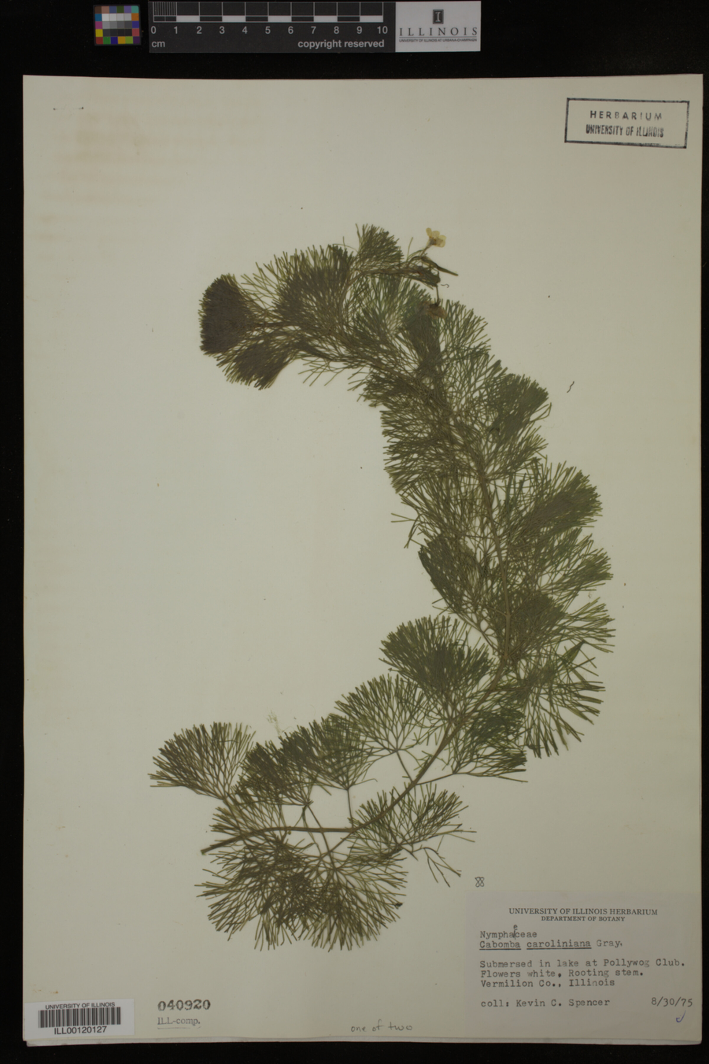 Cabomba caroliniana image