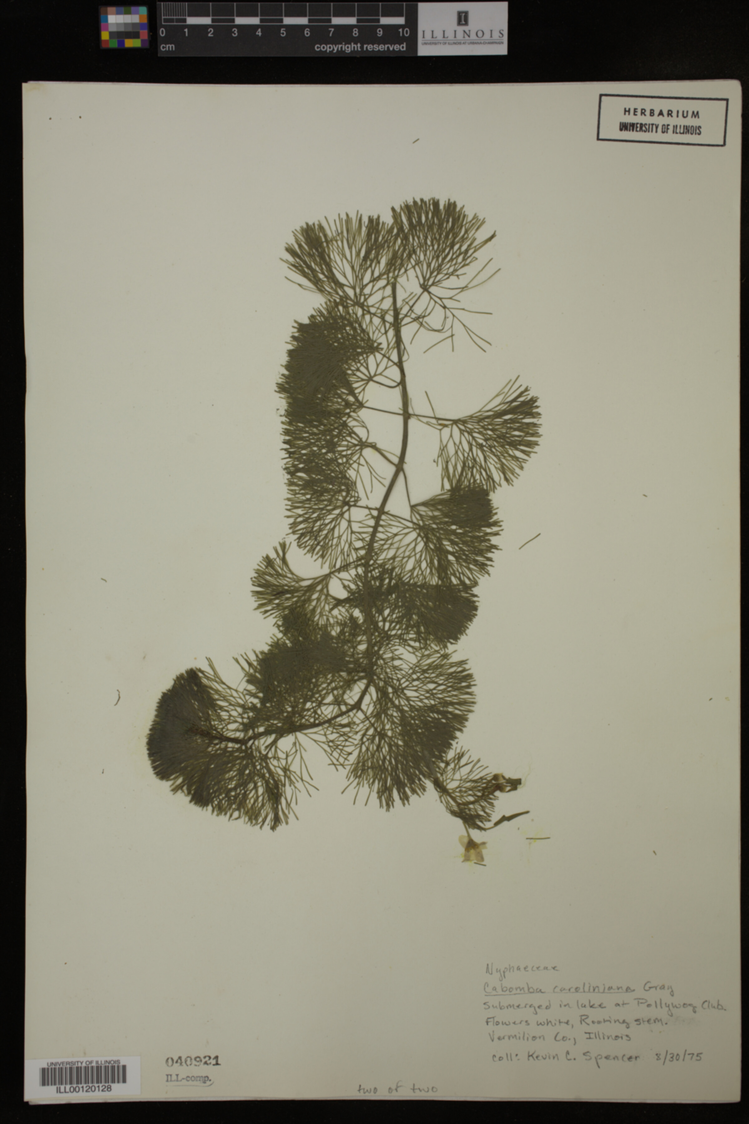 Cabombaceae image