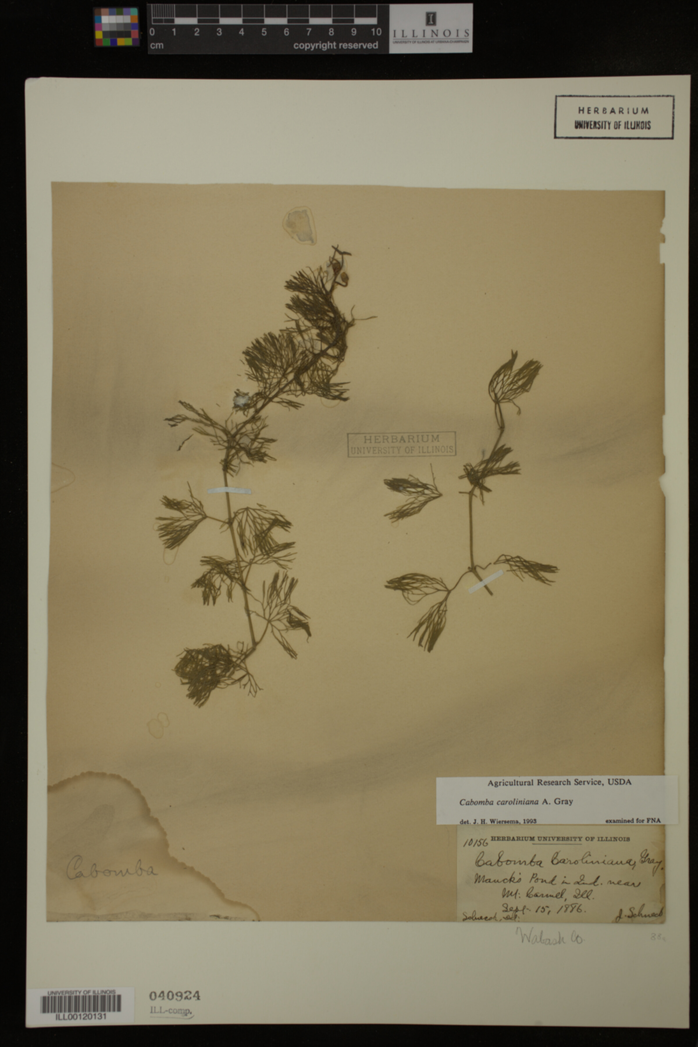 Cabombaceae image