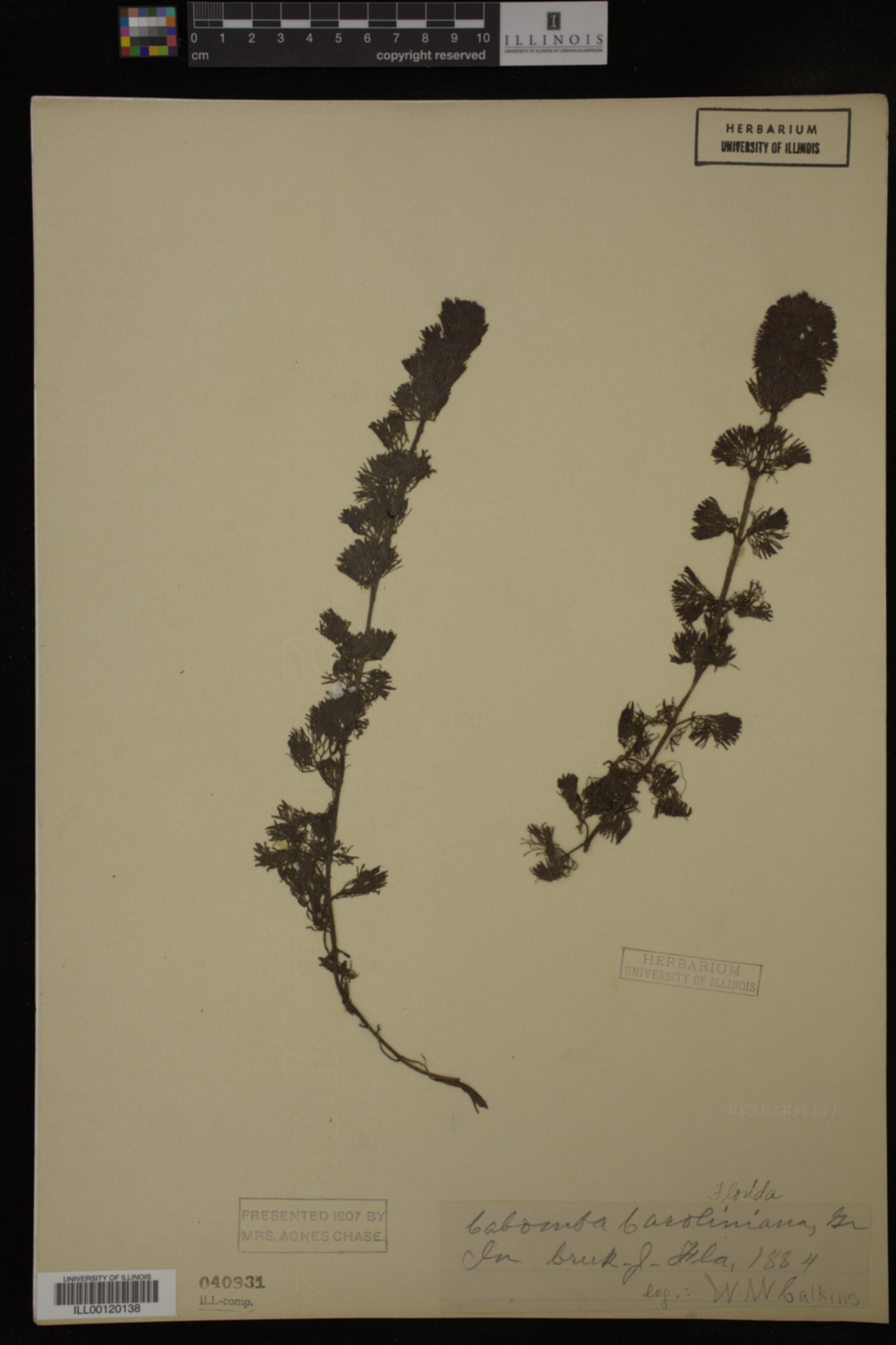 Cabomba caroliniana image