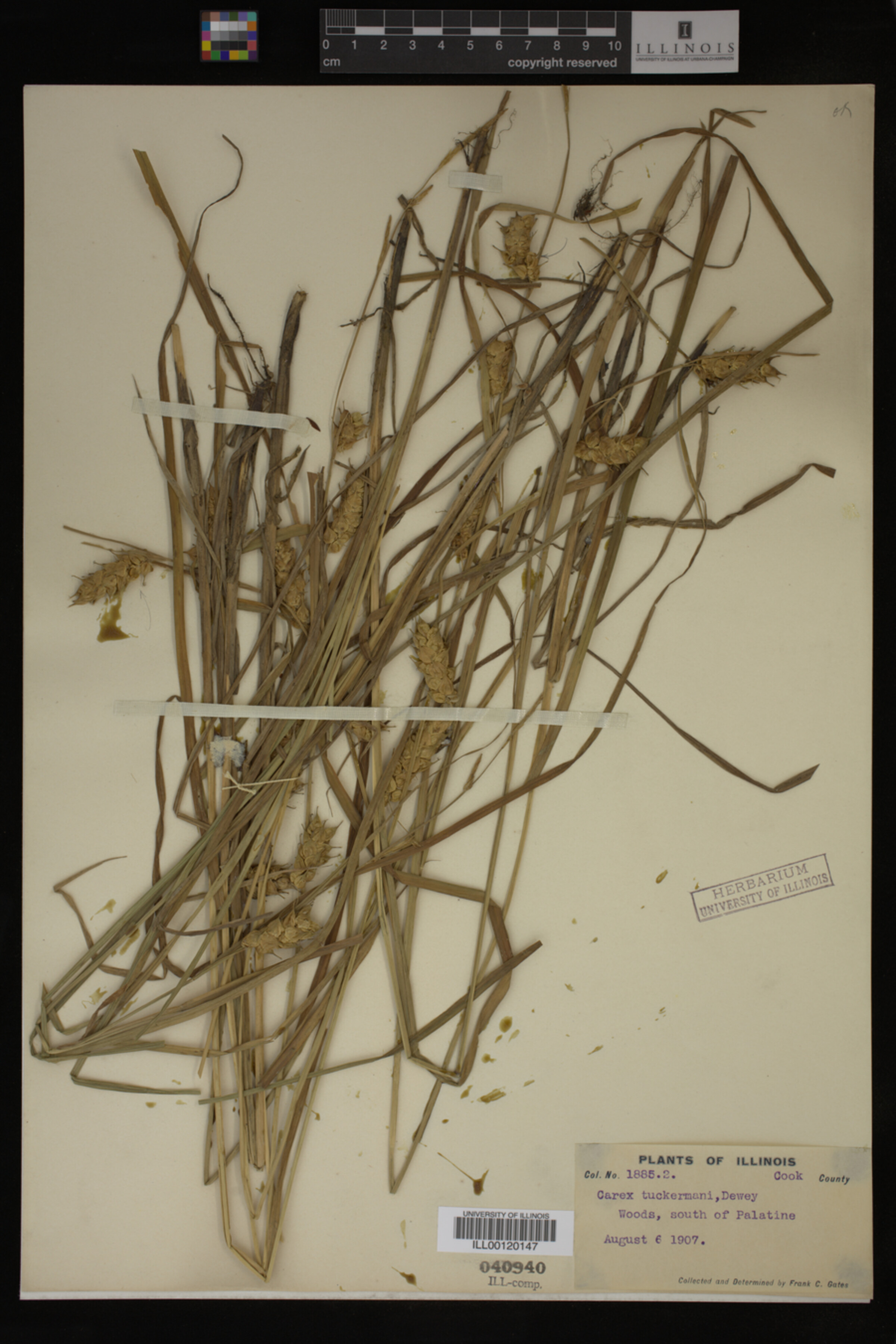 Carex tuckermanii image