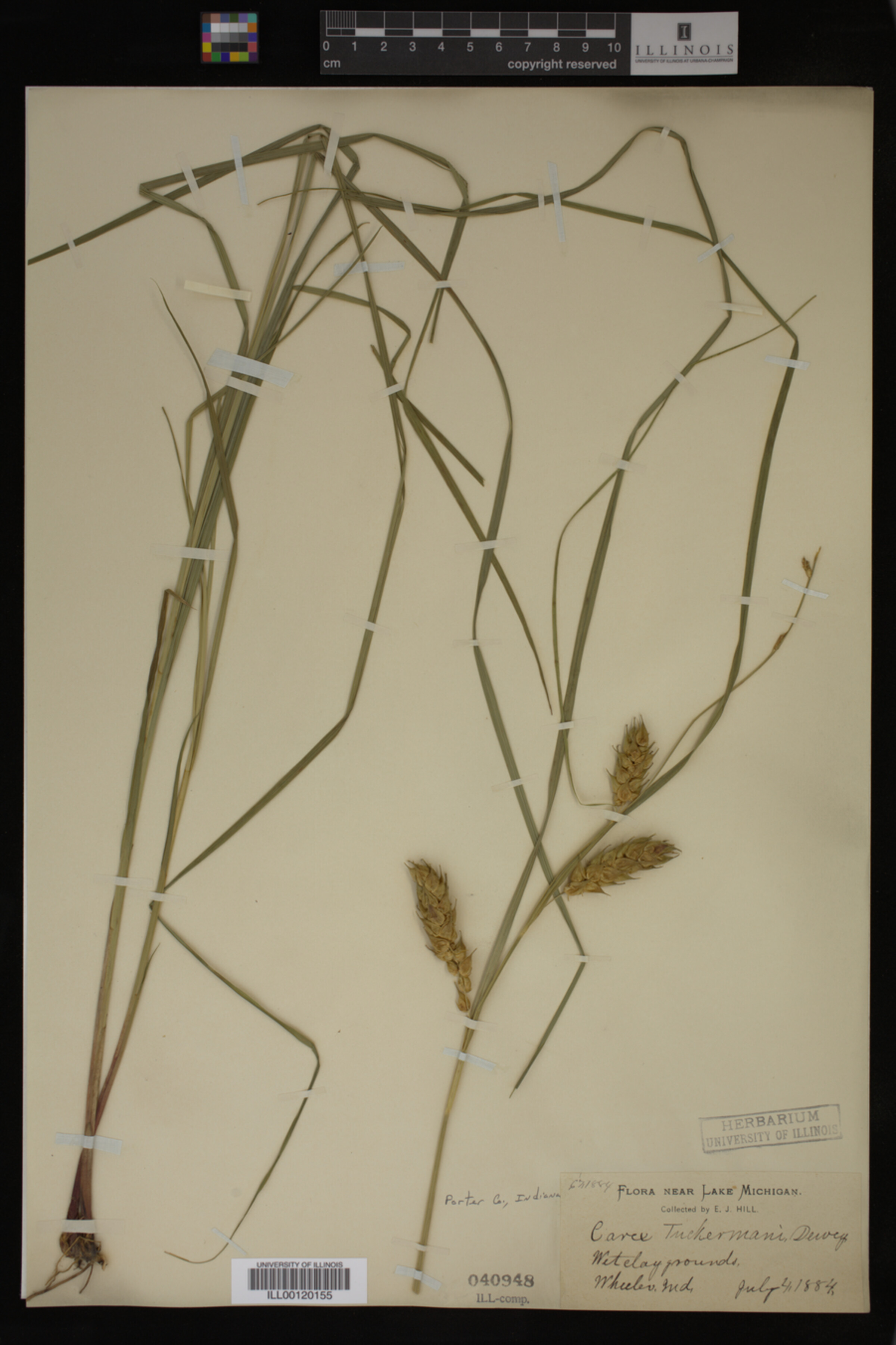 Carex tuckermanii image