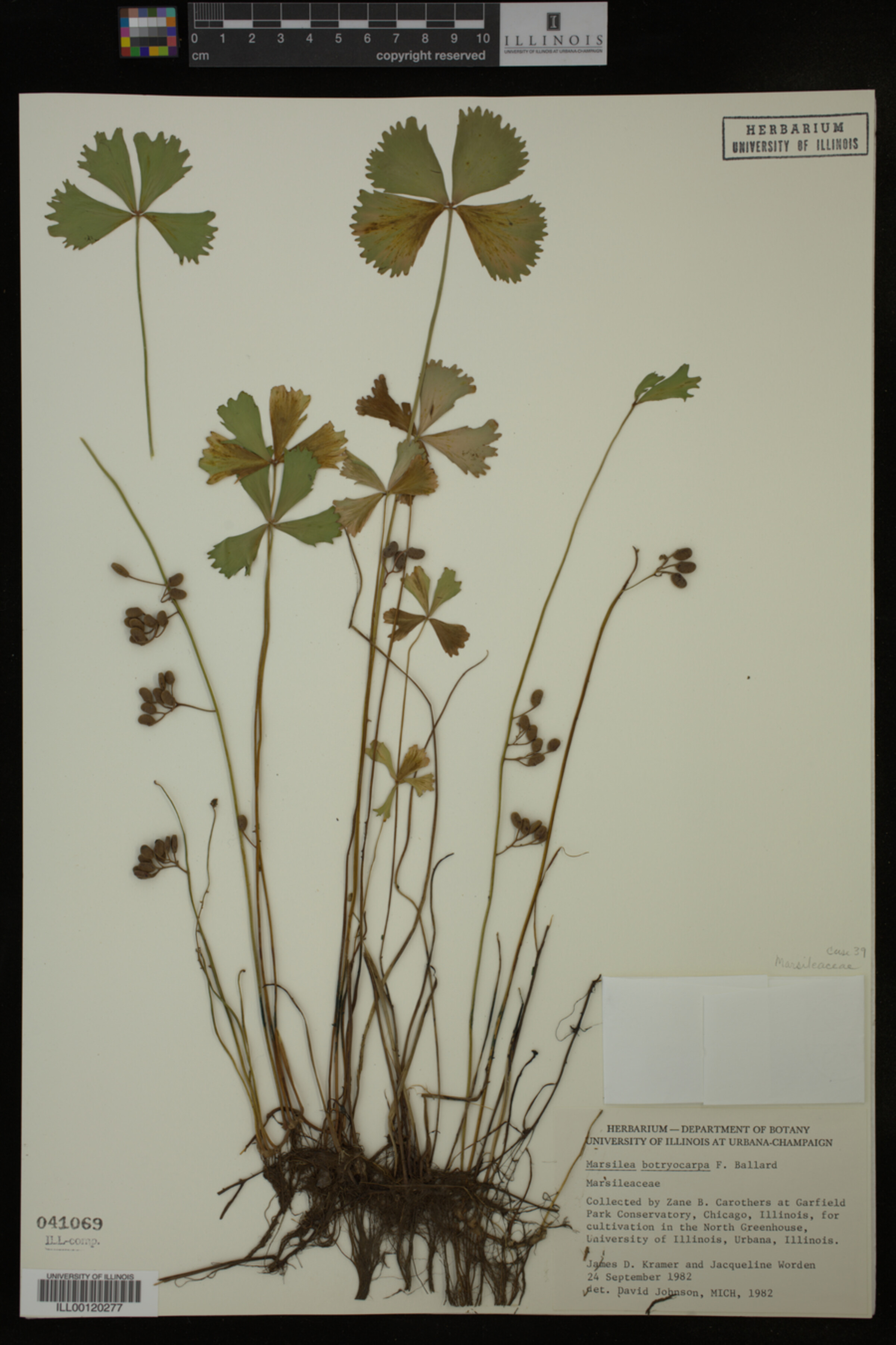 Marsilea image
