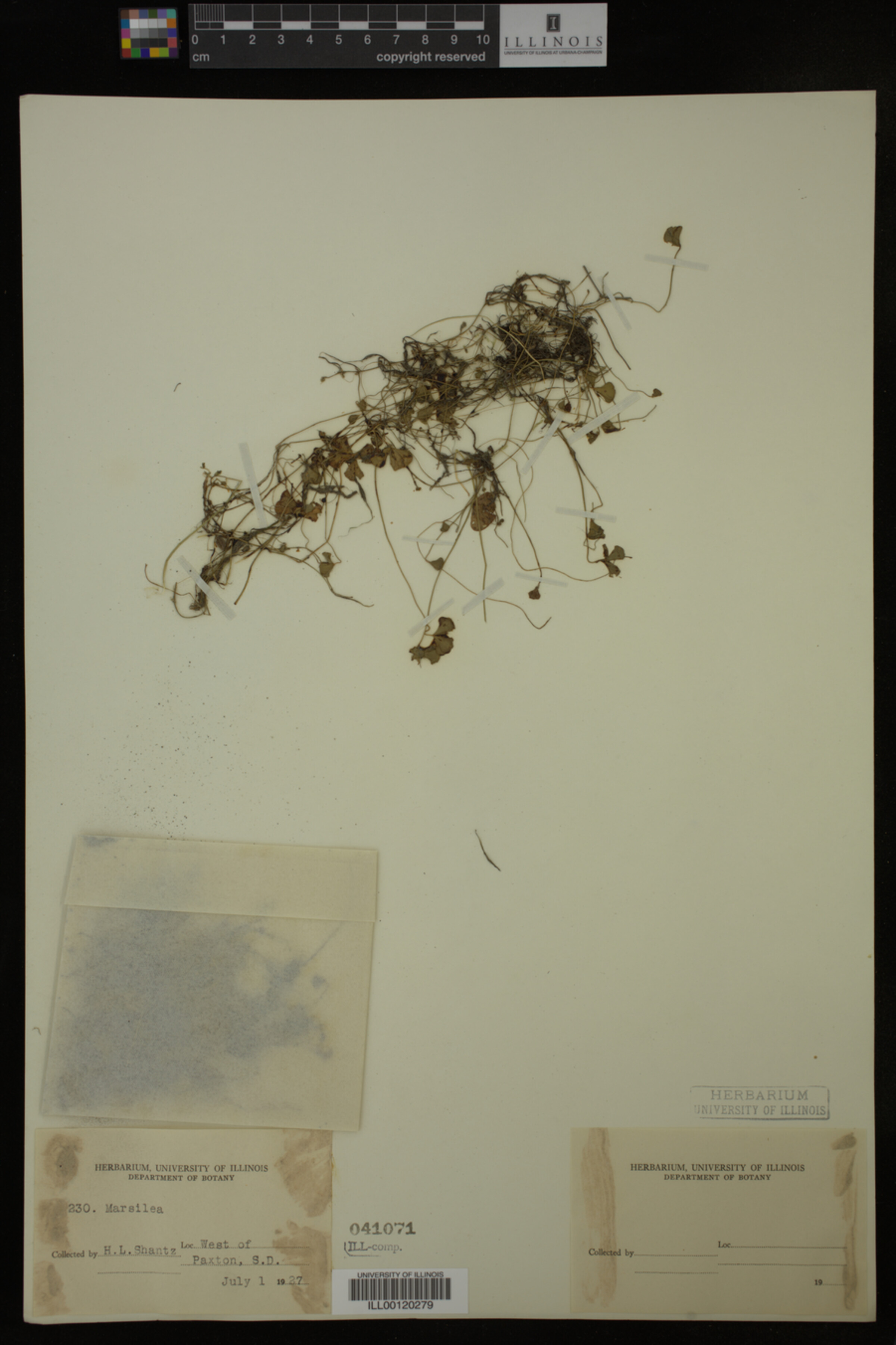 Marsilea image