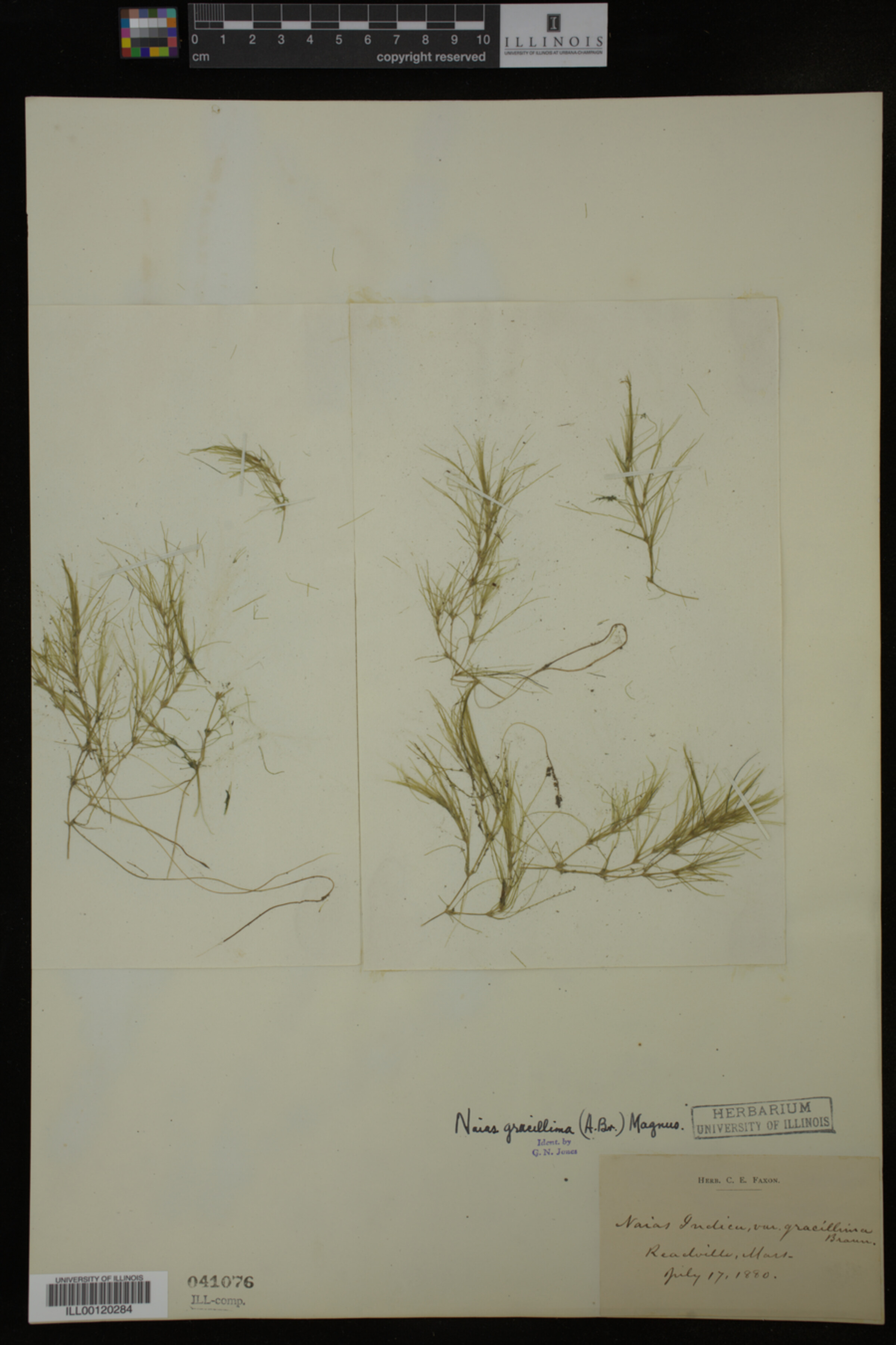 Najas gracillima image