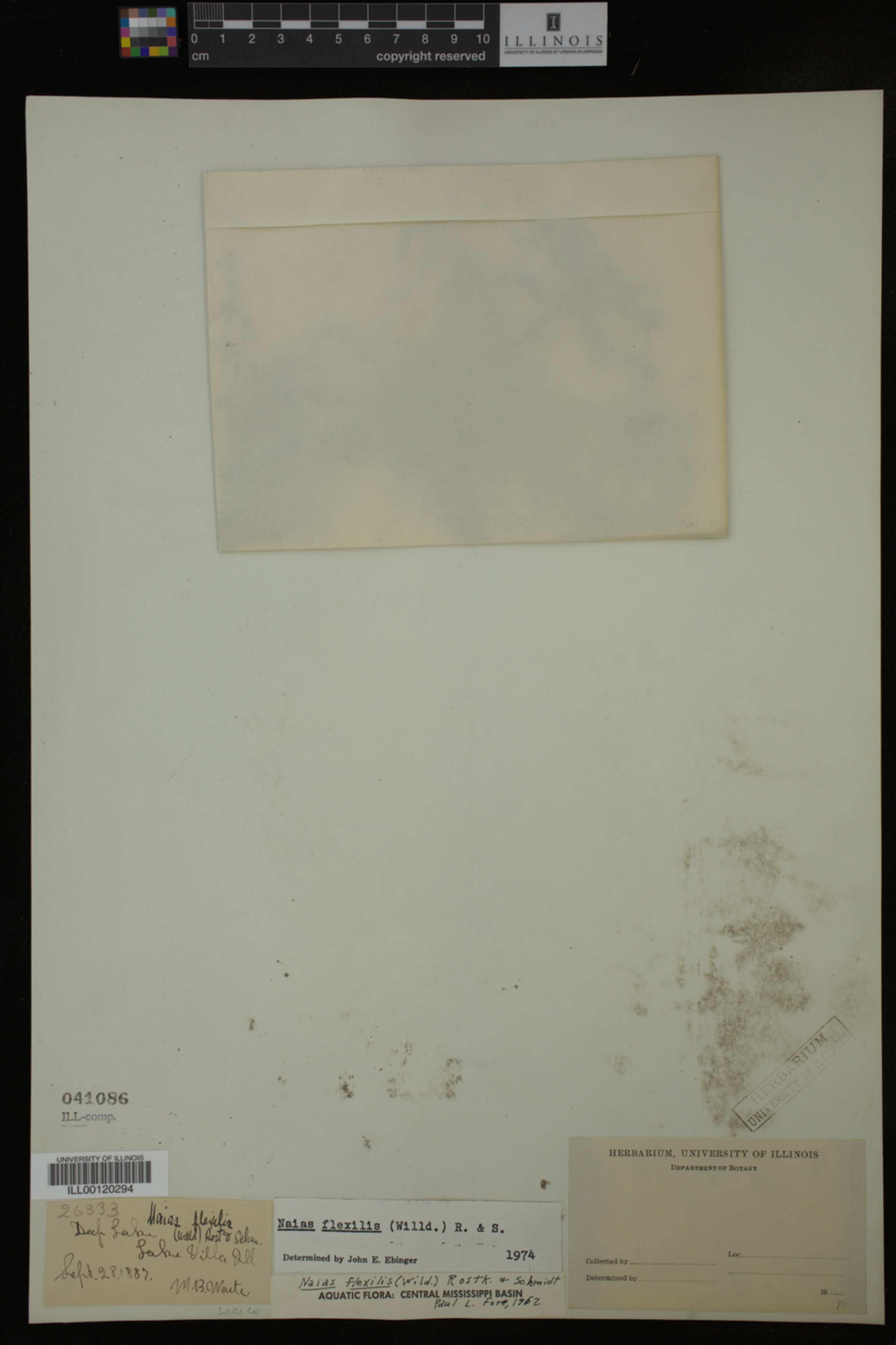 Najas flexilis image