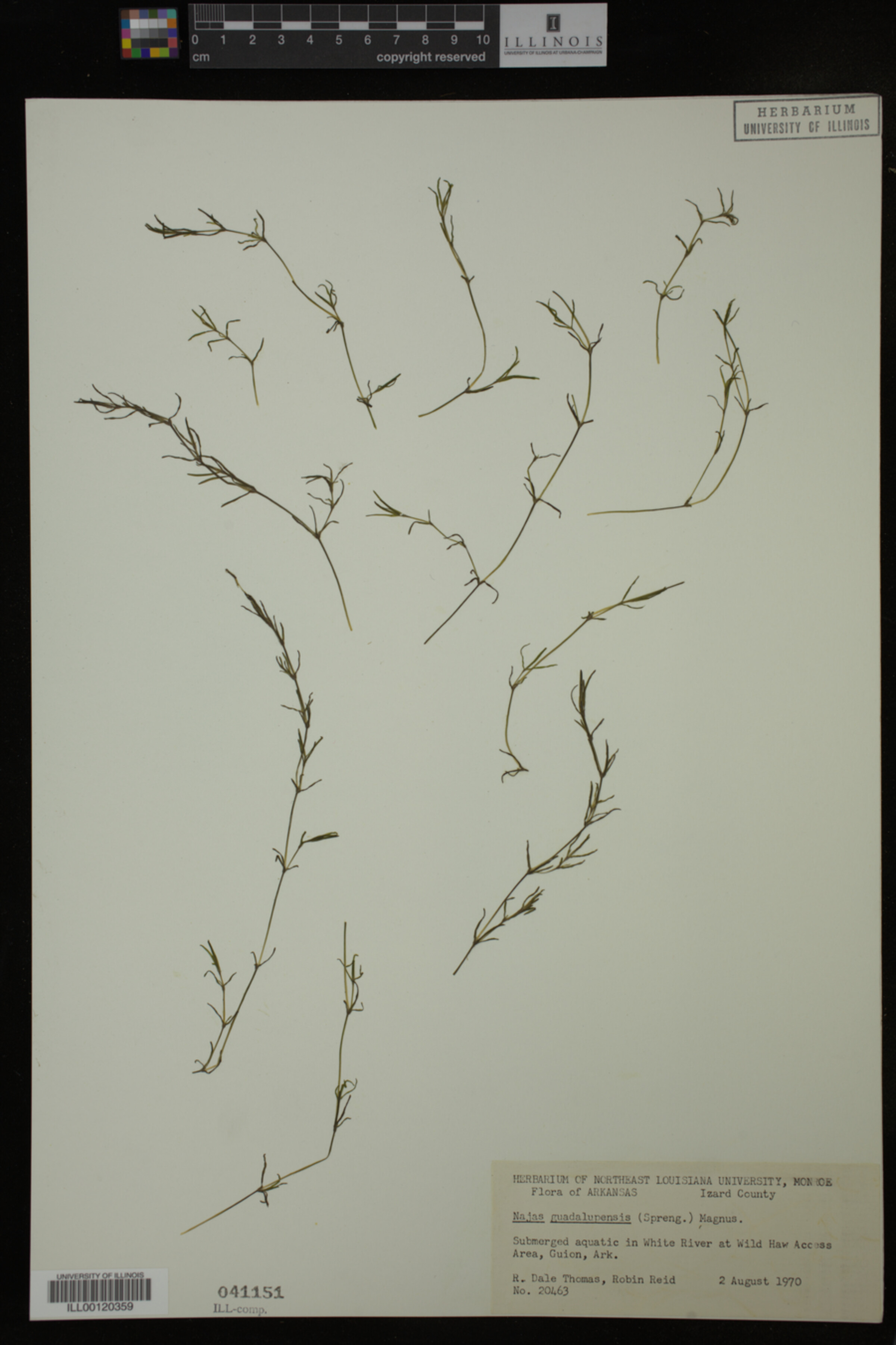Najas guadalupensis image