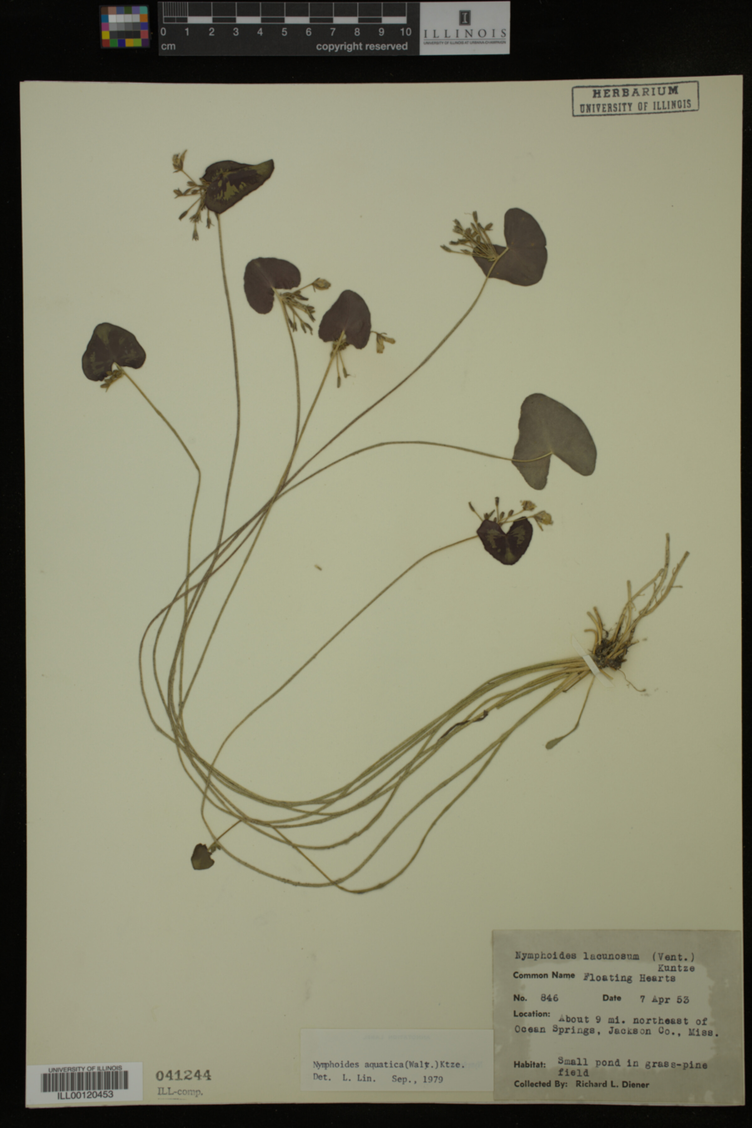 Nymphoides aquatica image