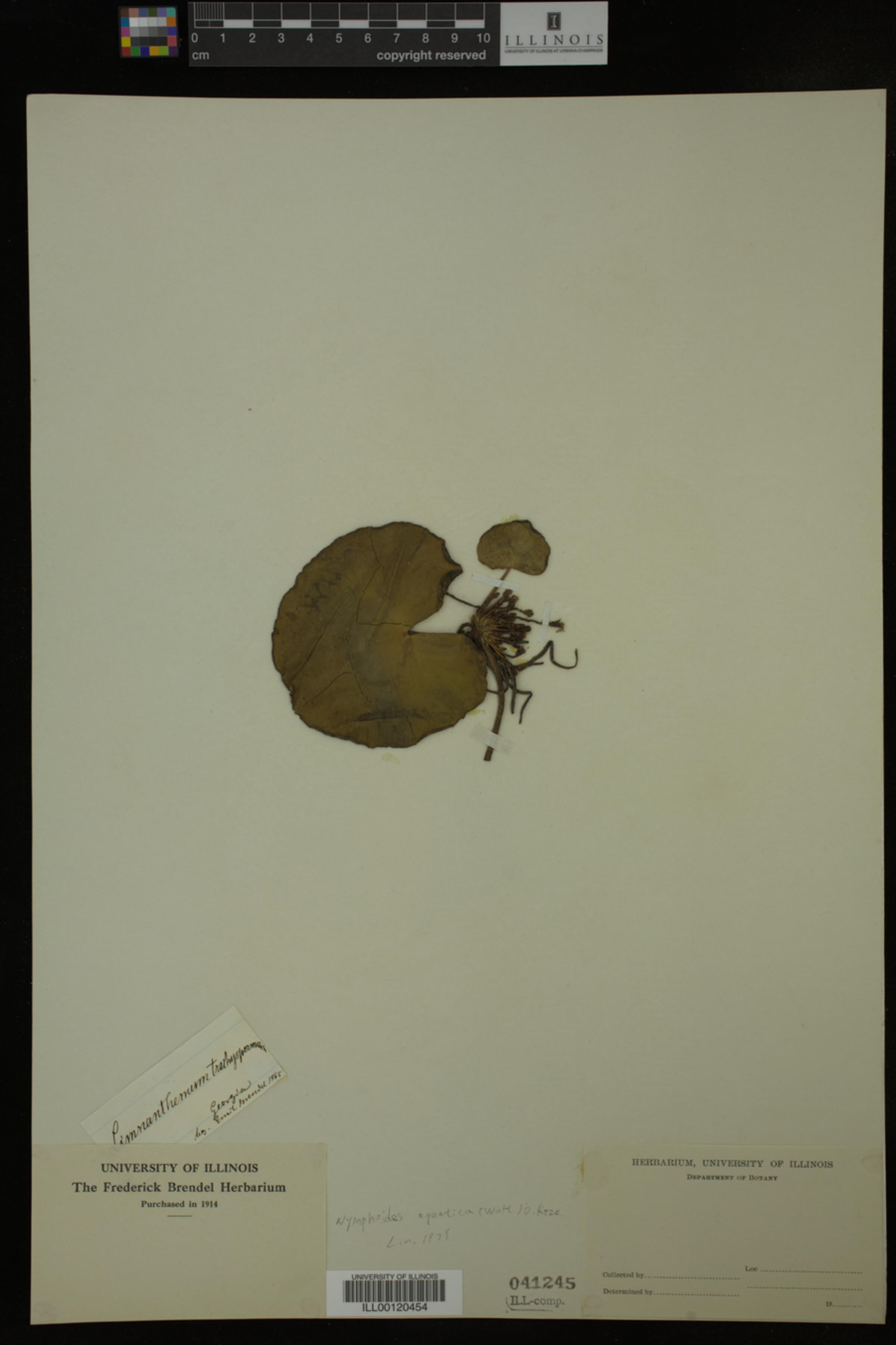 Nymphoides aquatica image