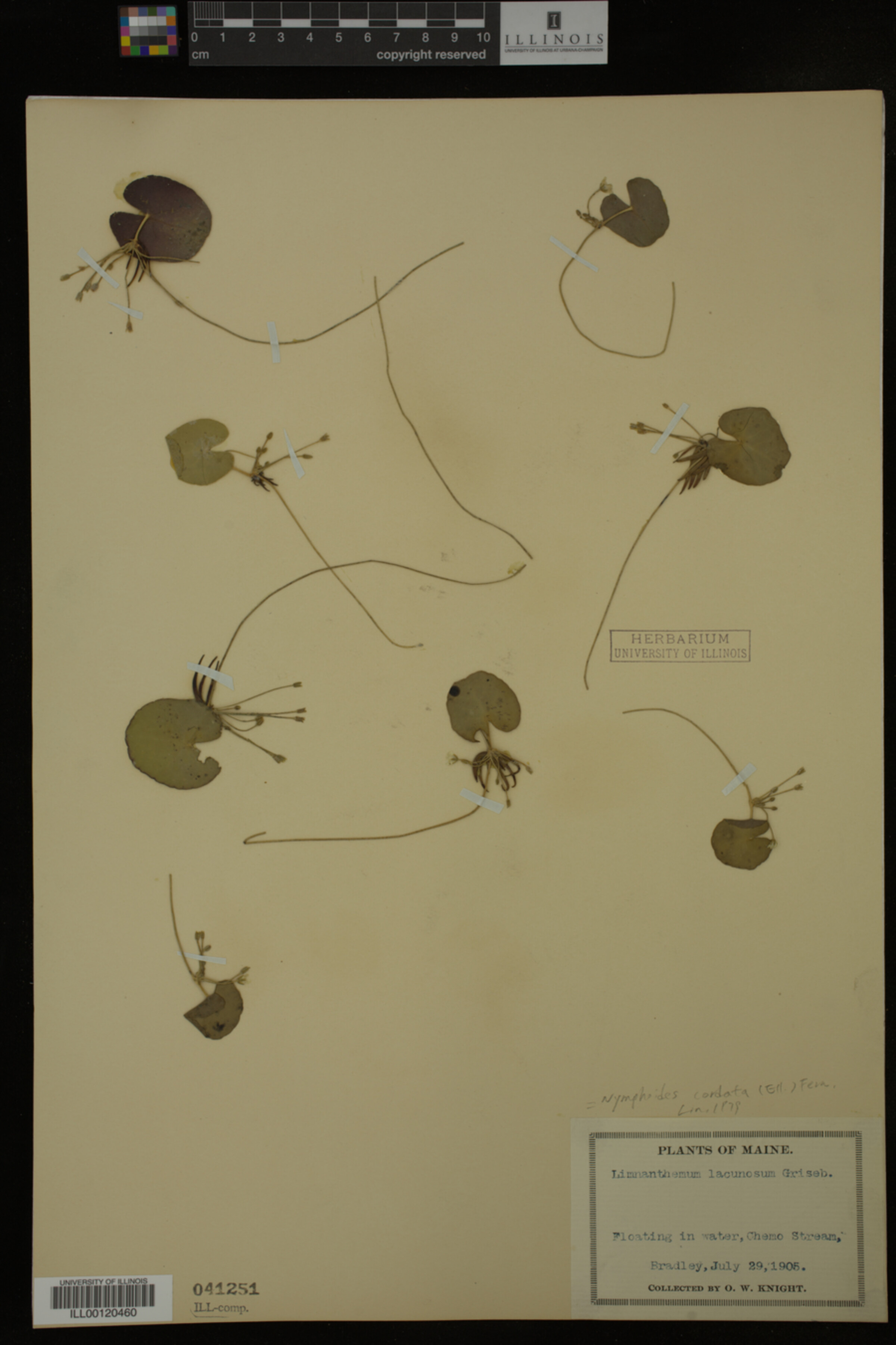 Nymphoides image
