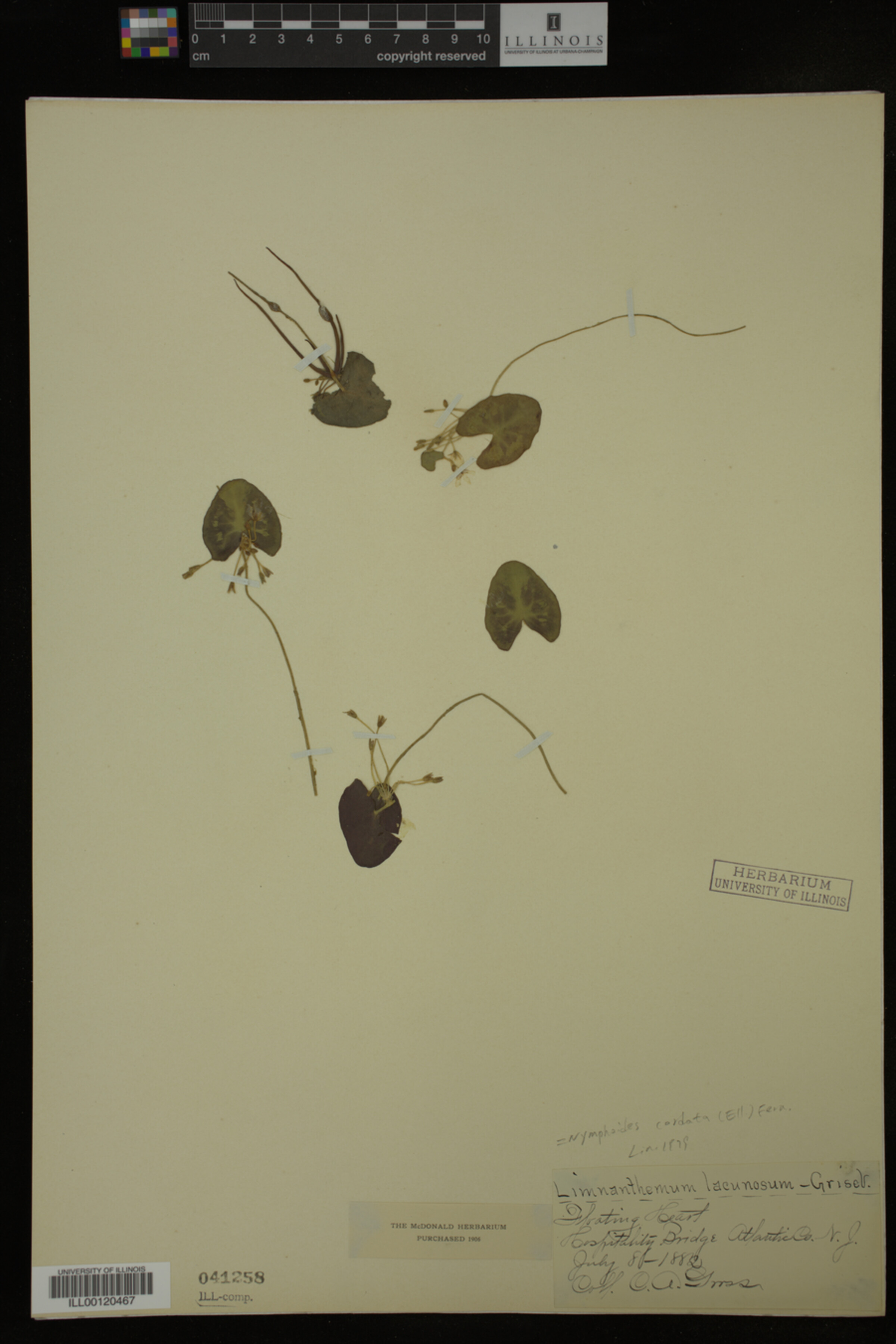 Menyanthaceae image