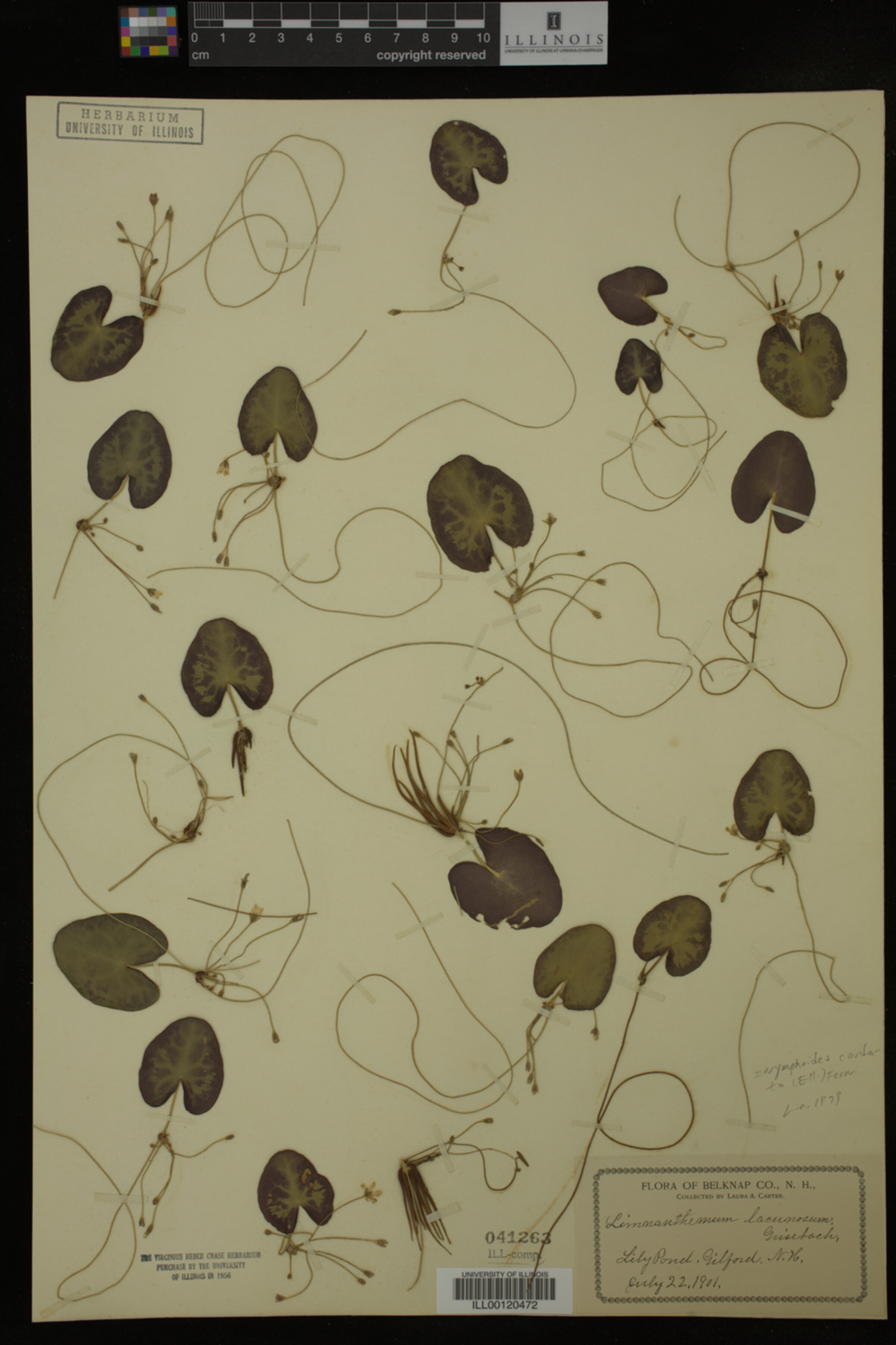 Menyanthaceae image