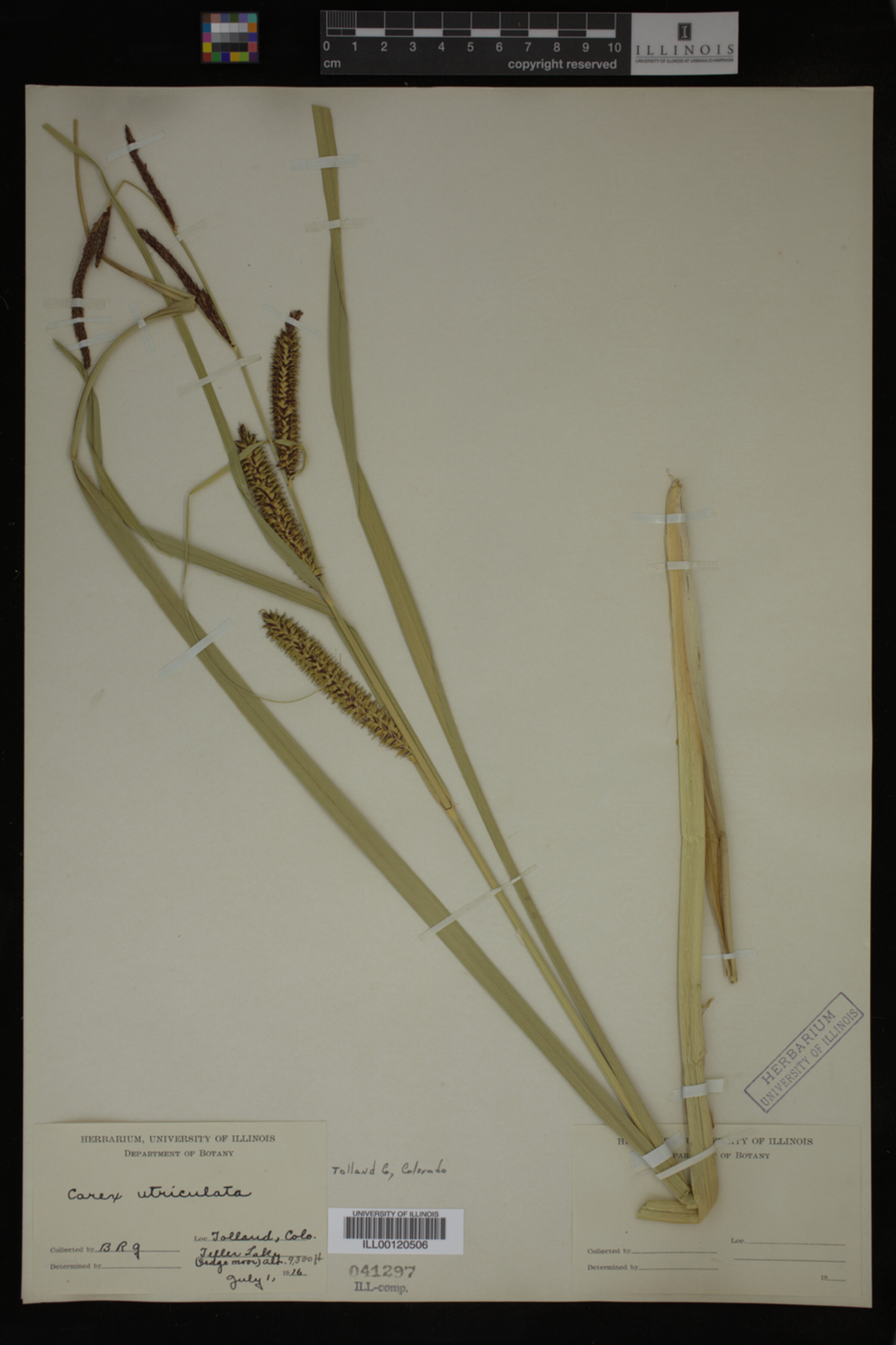 Carex utriculata image