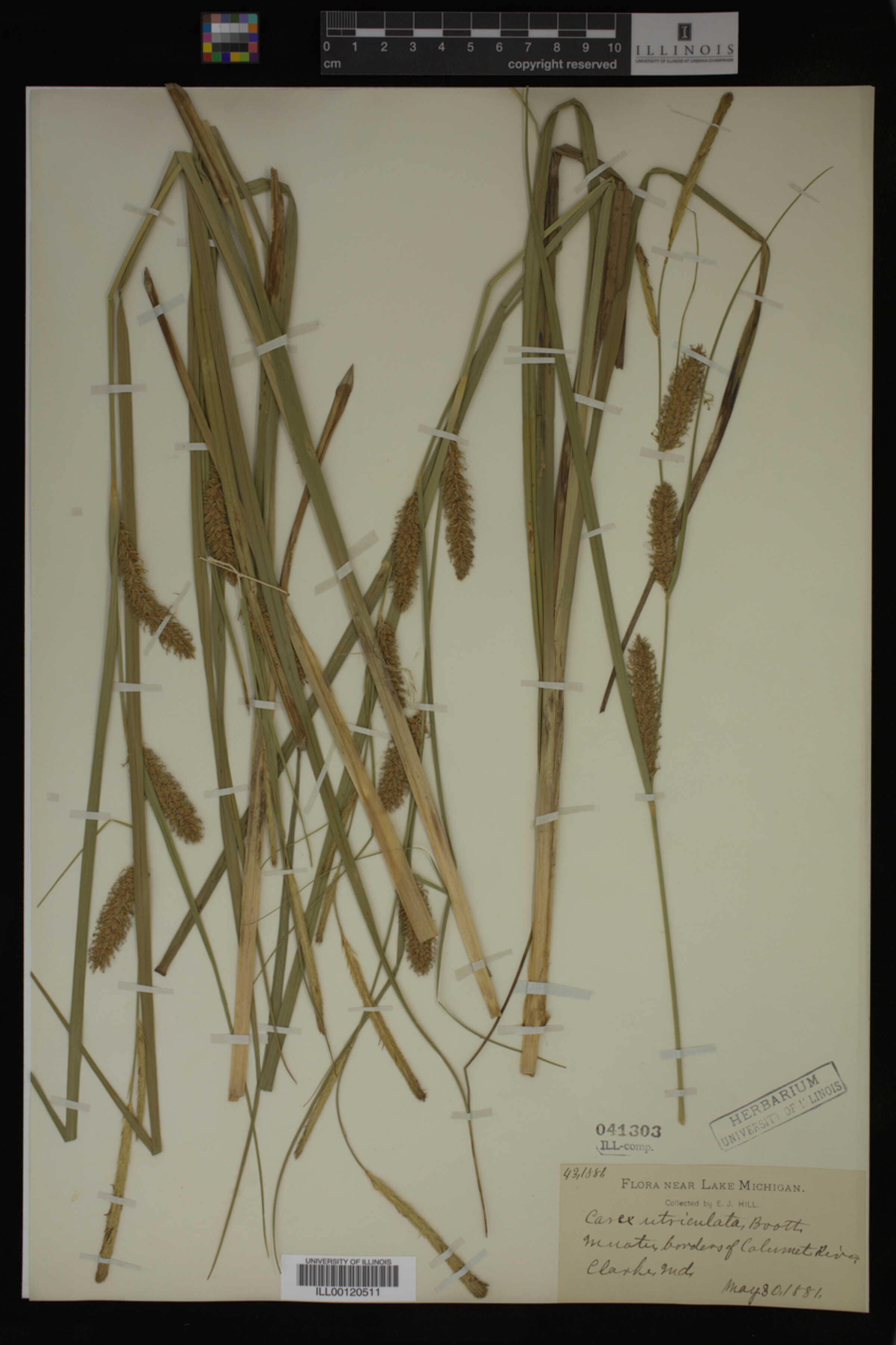Carex utriculata image