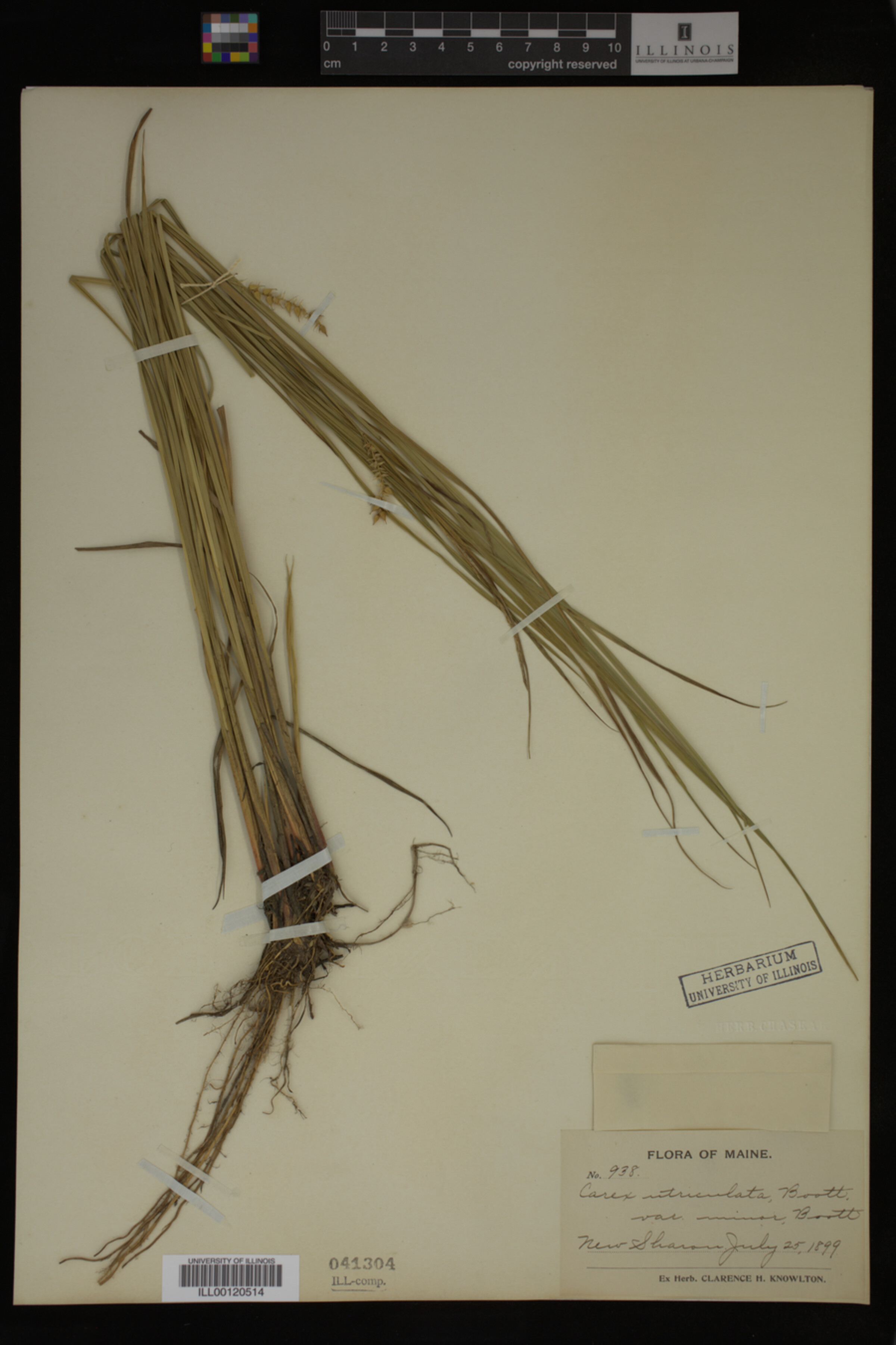 Carex utriculata image