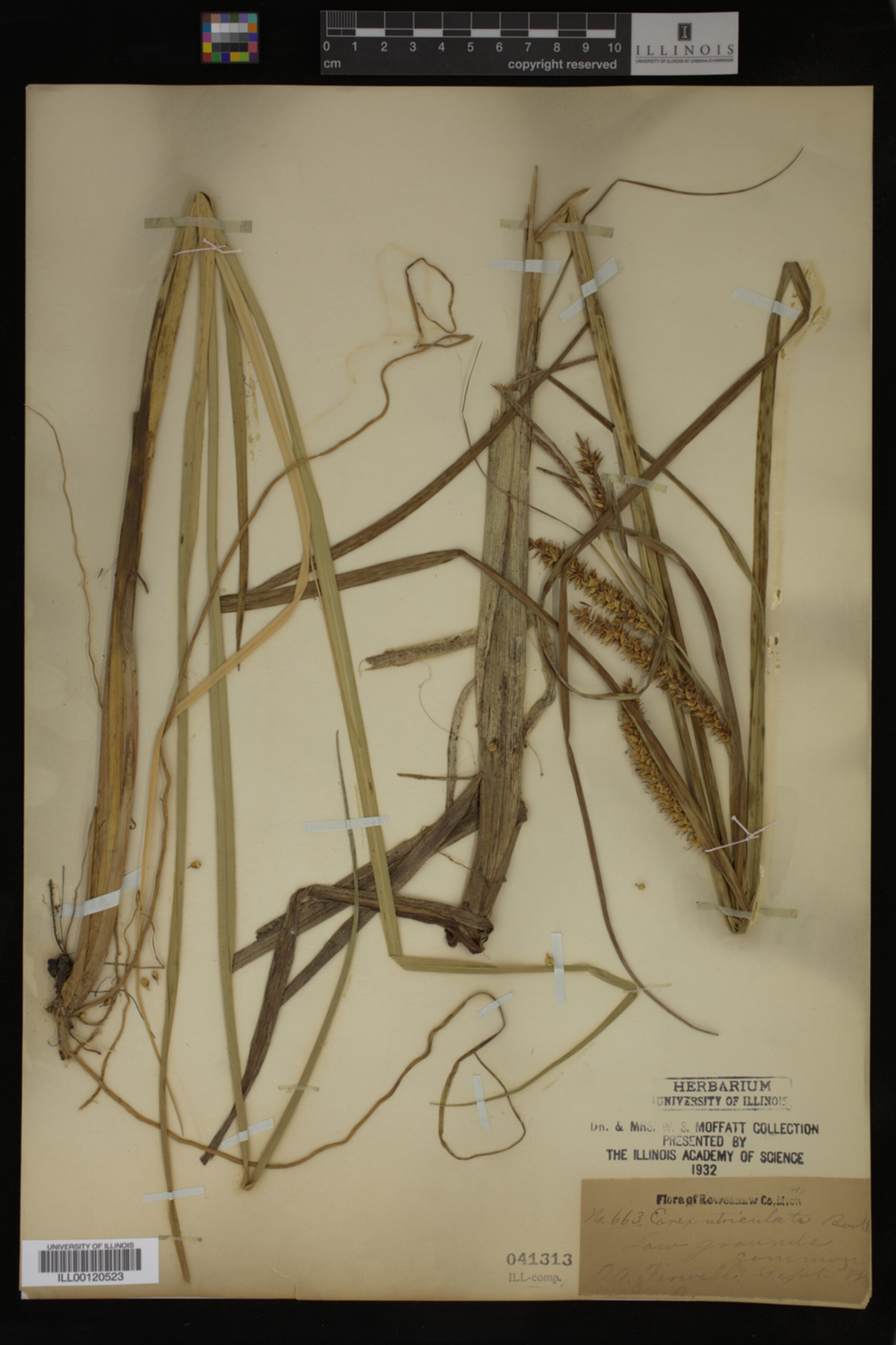 Carex utriculata image