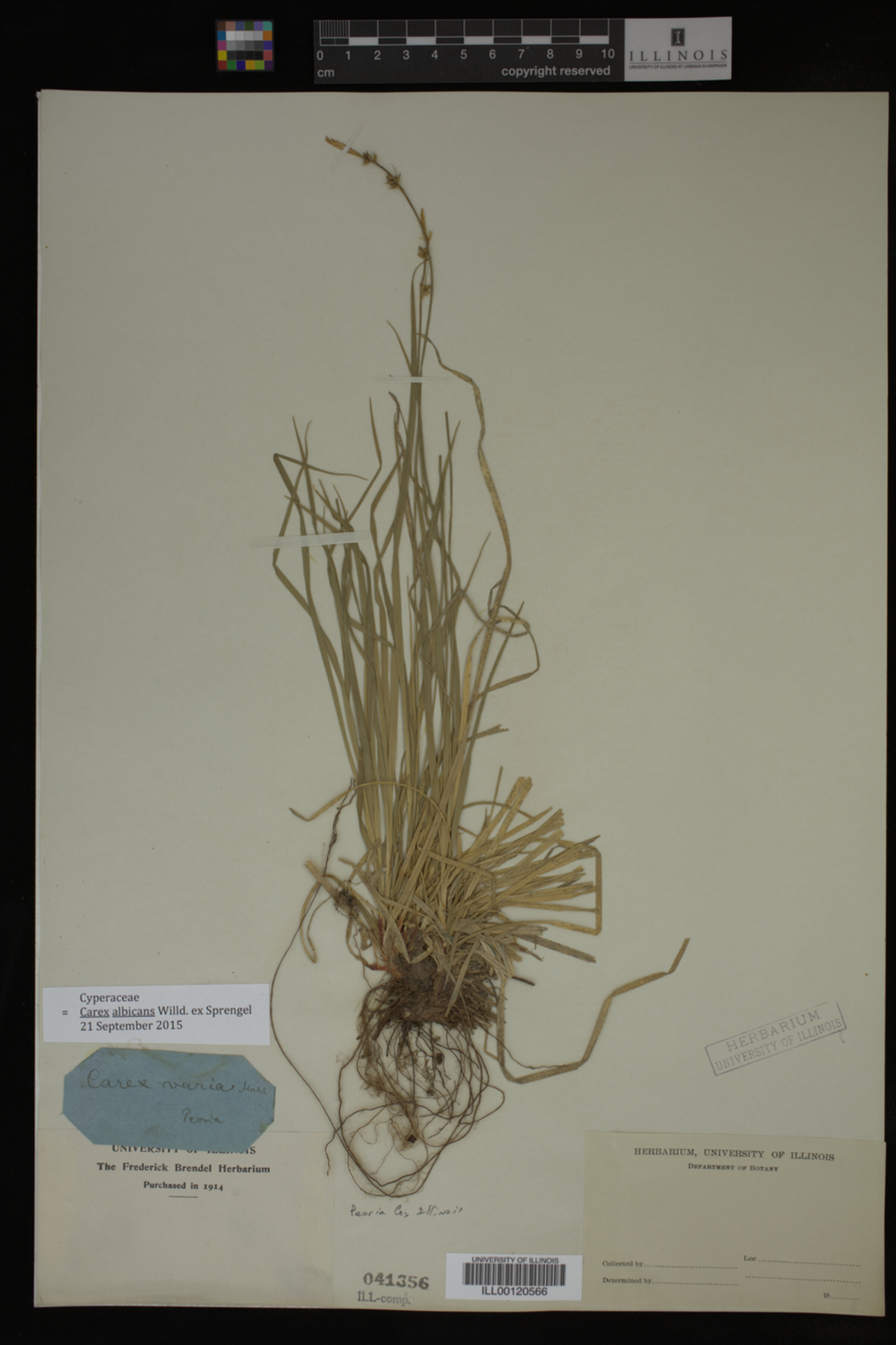 Carex albicans image