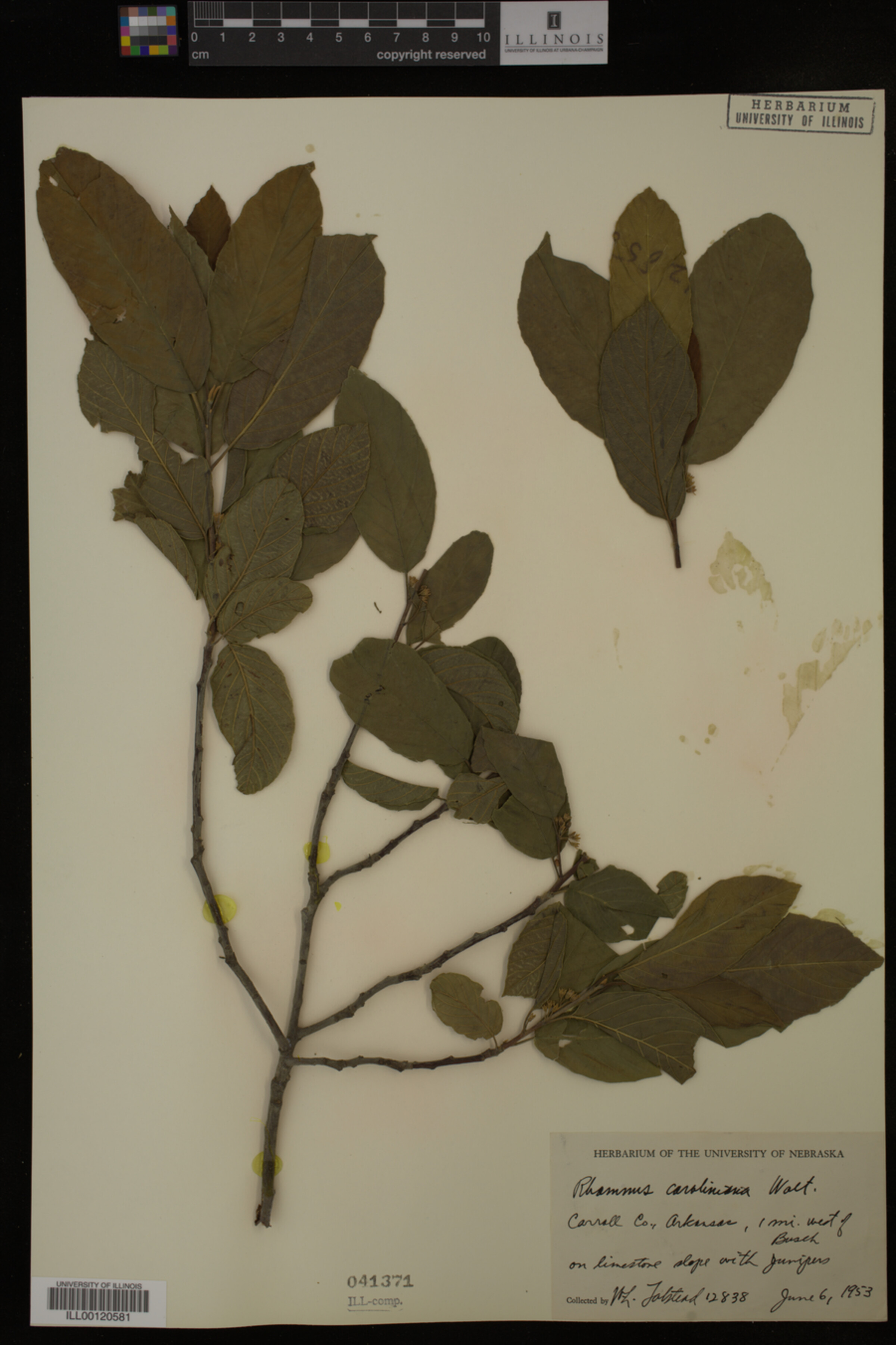 Rhamnus caroliniana image