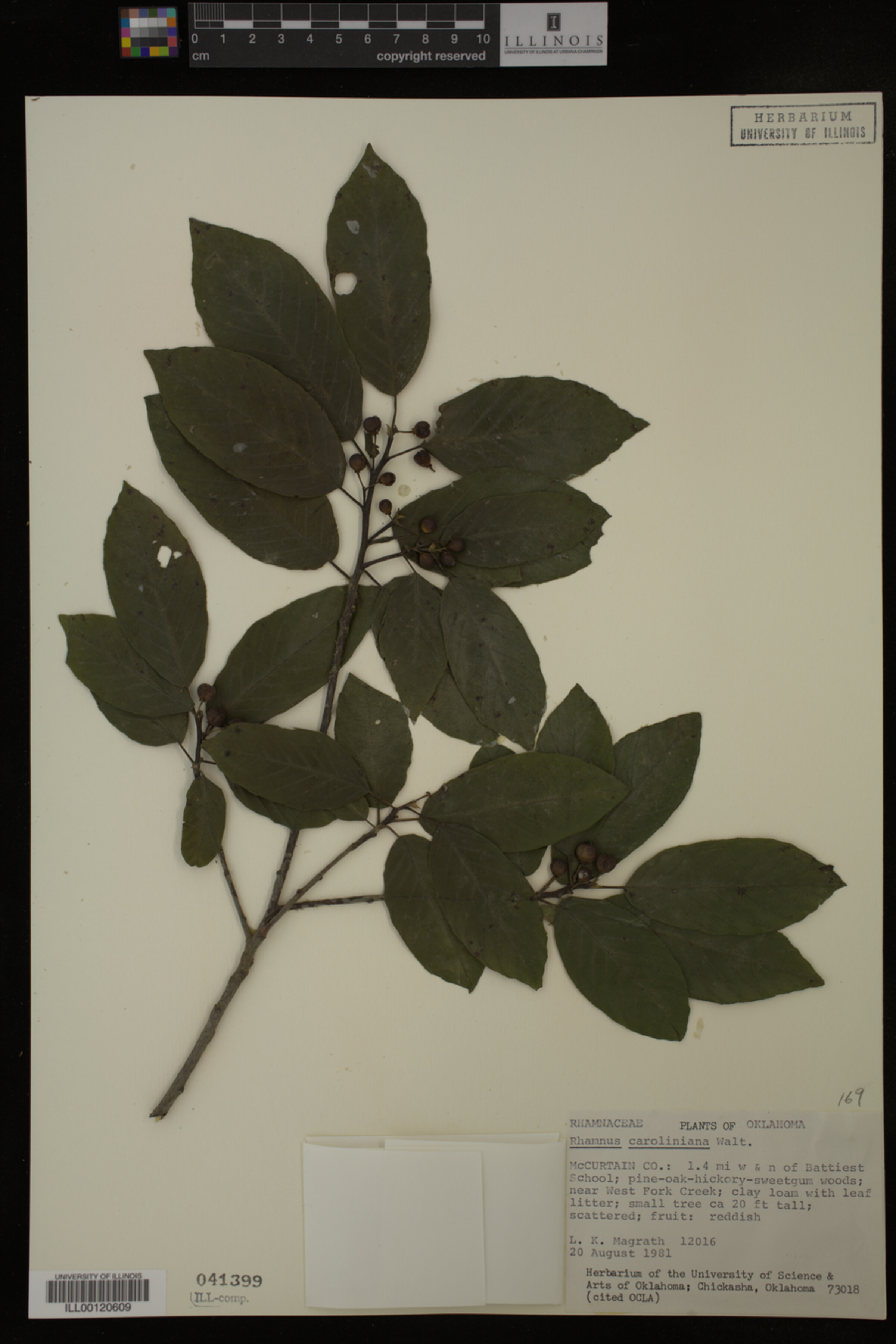 Rhamnus caroliniana image