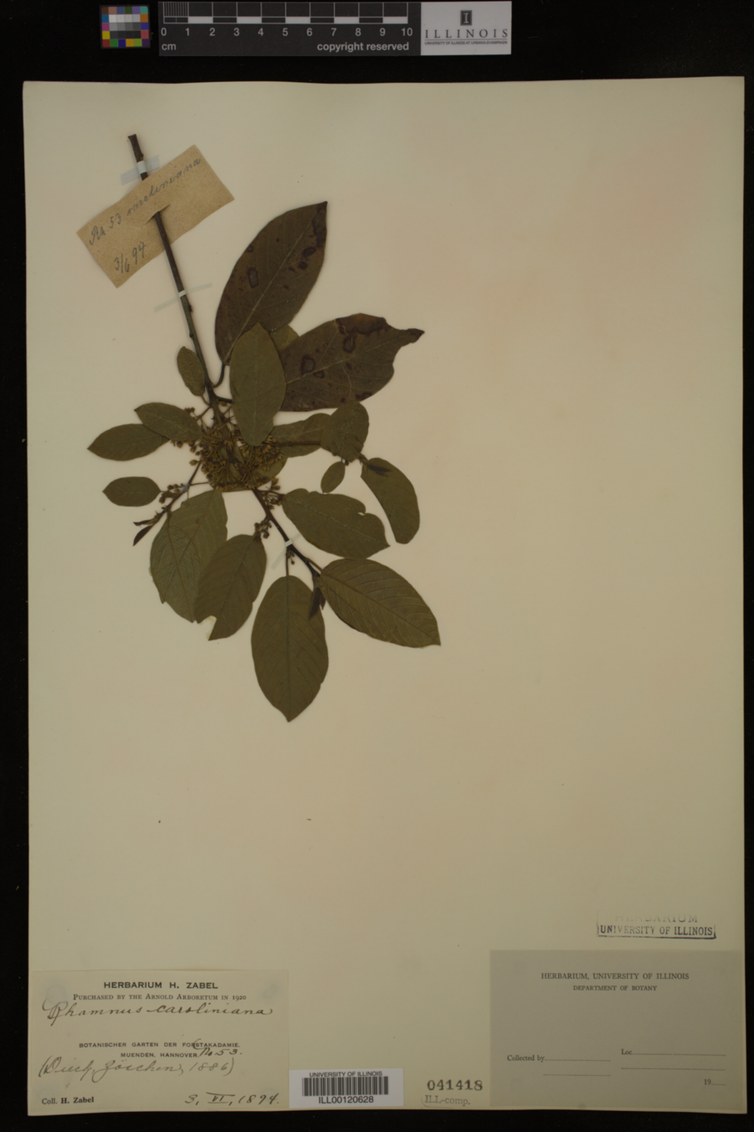 Rhamnus caroliniana image