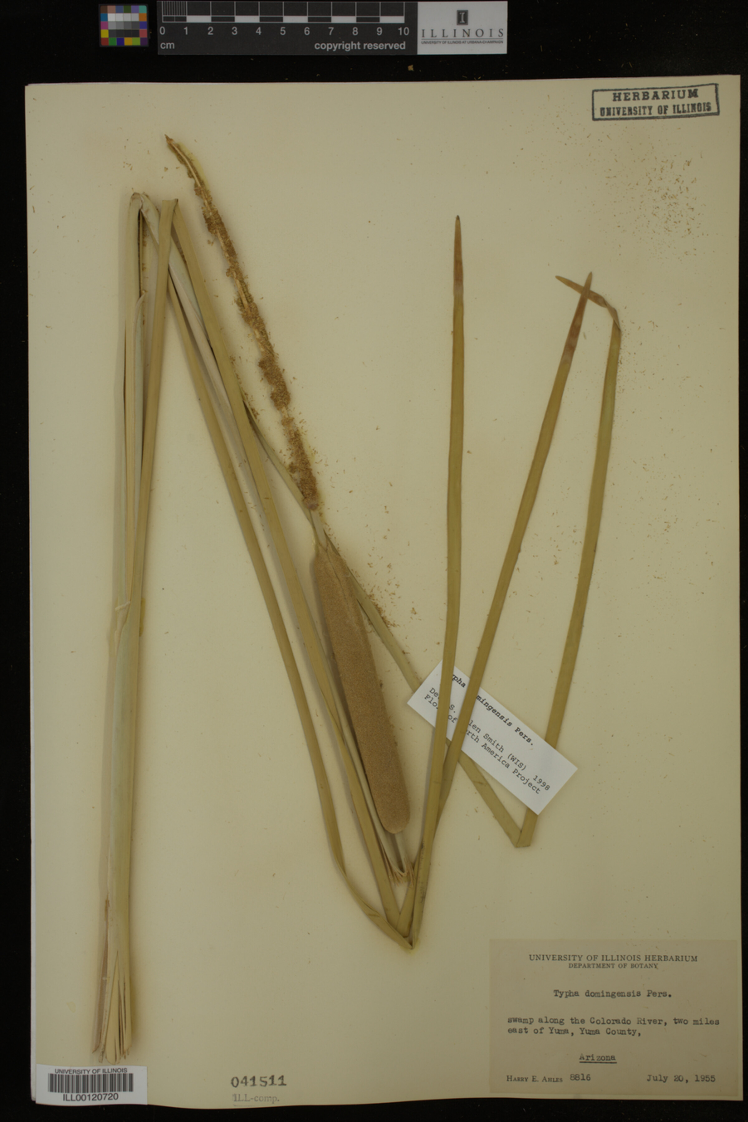 Typha domingensis image