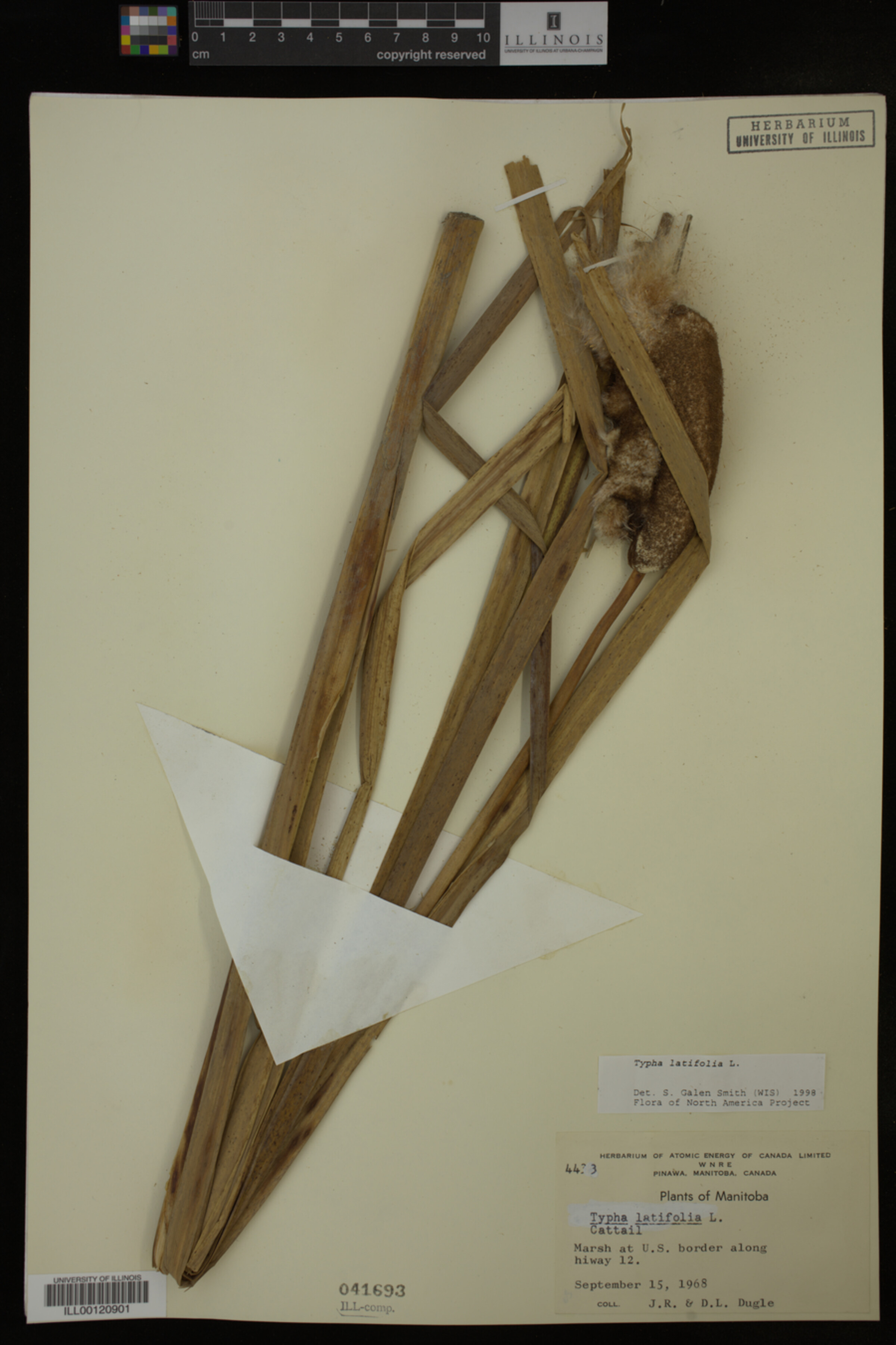 Typha image
