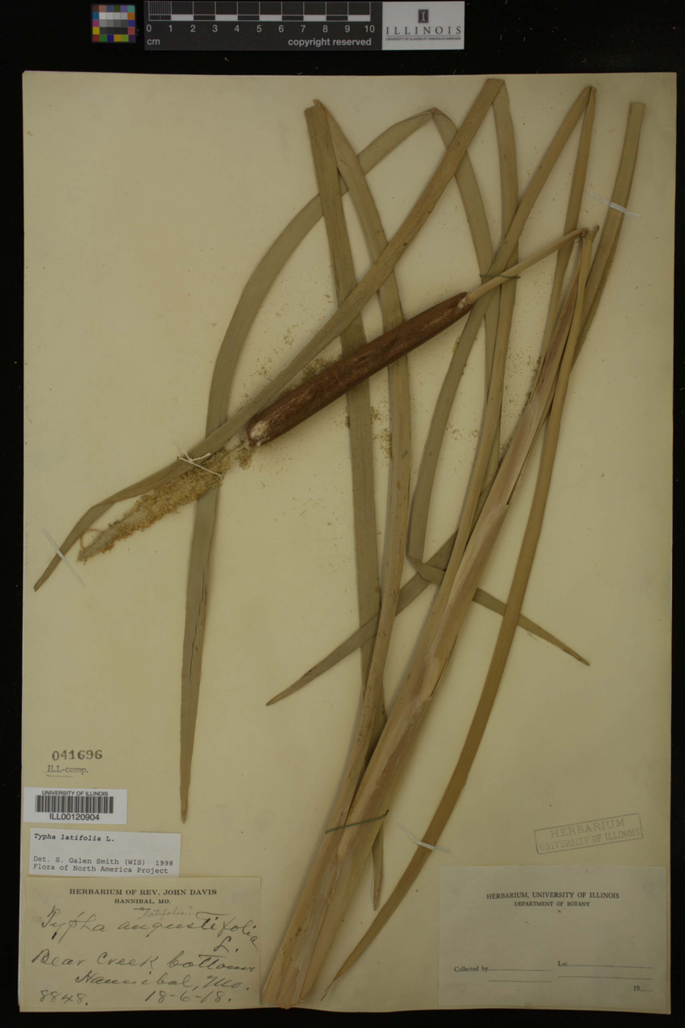 Typha image