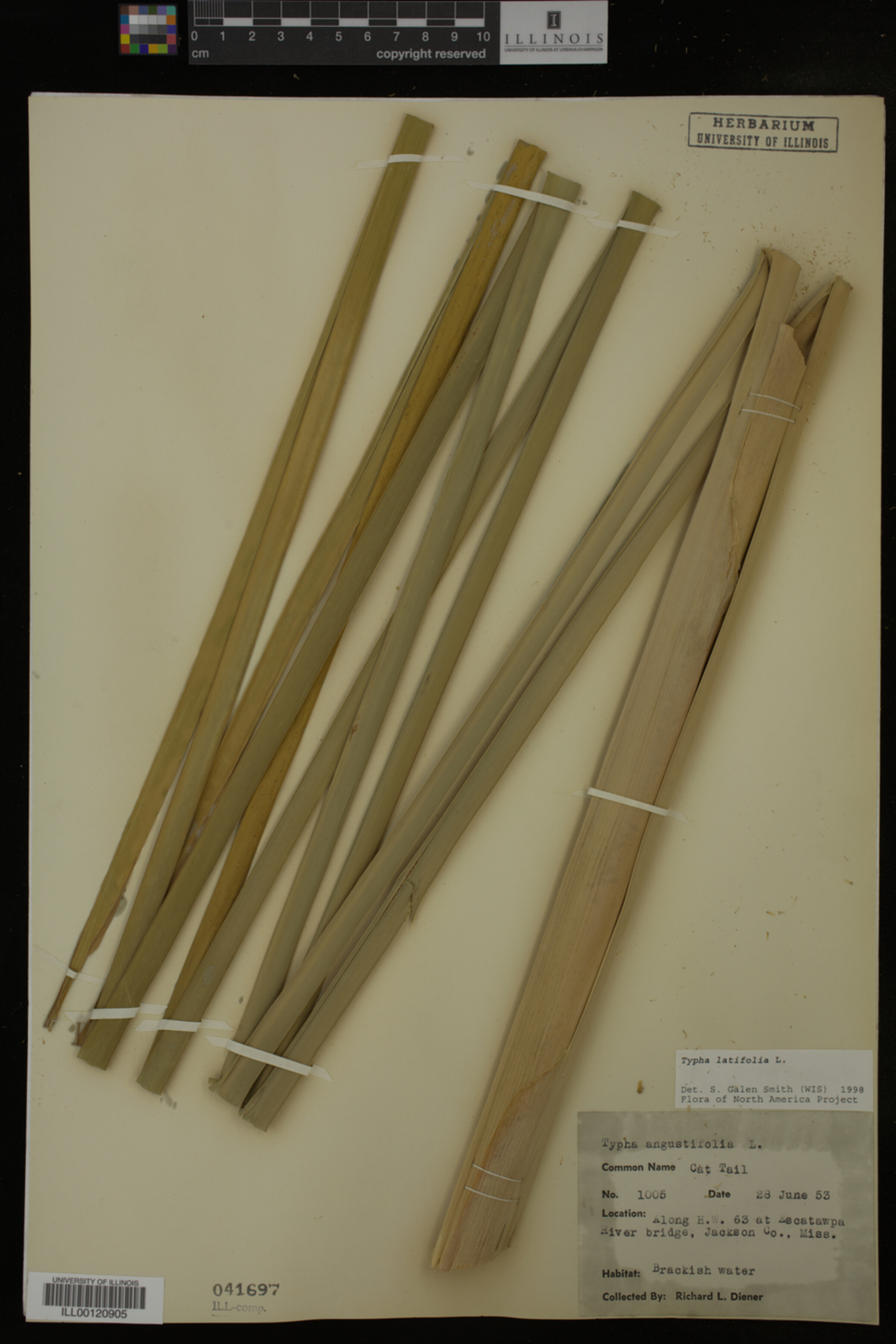 Typha image