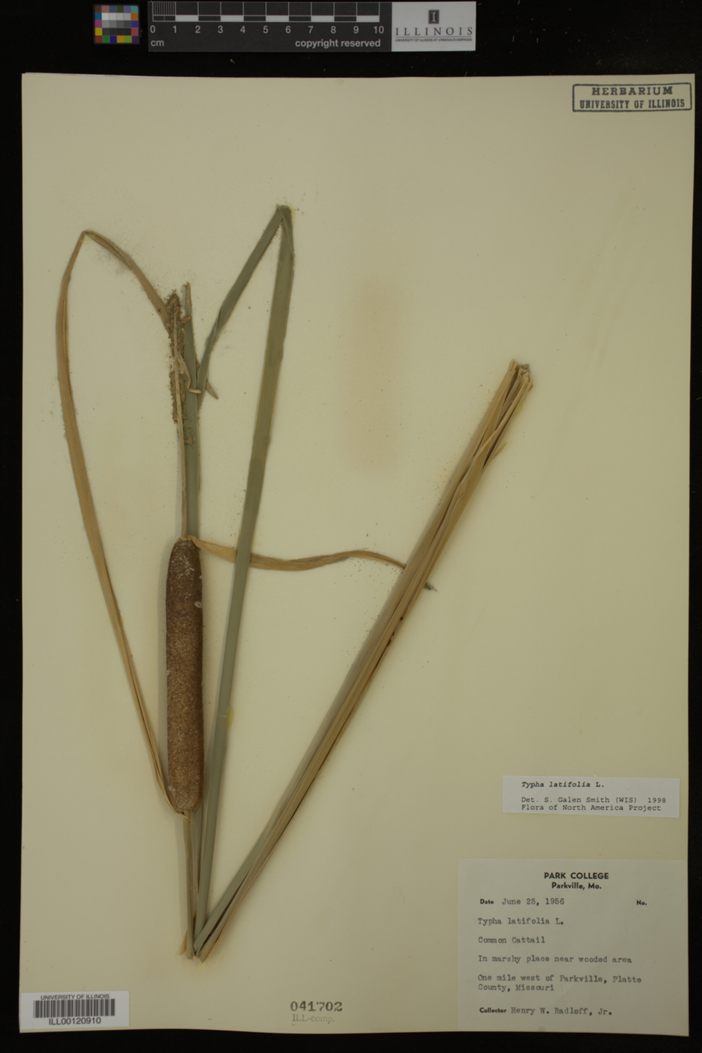 Typha latifolia image