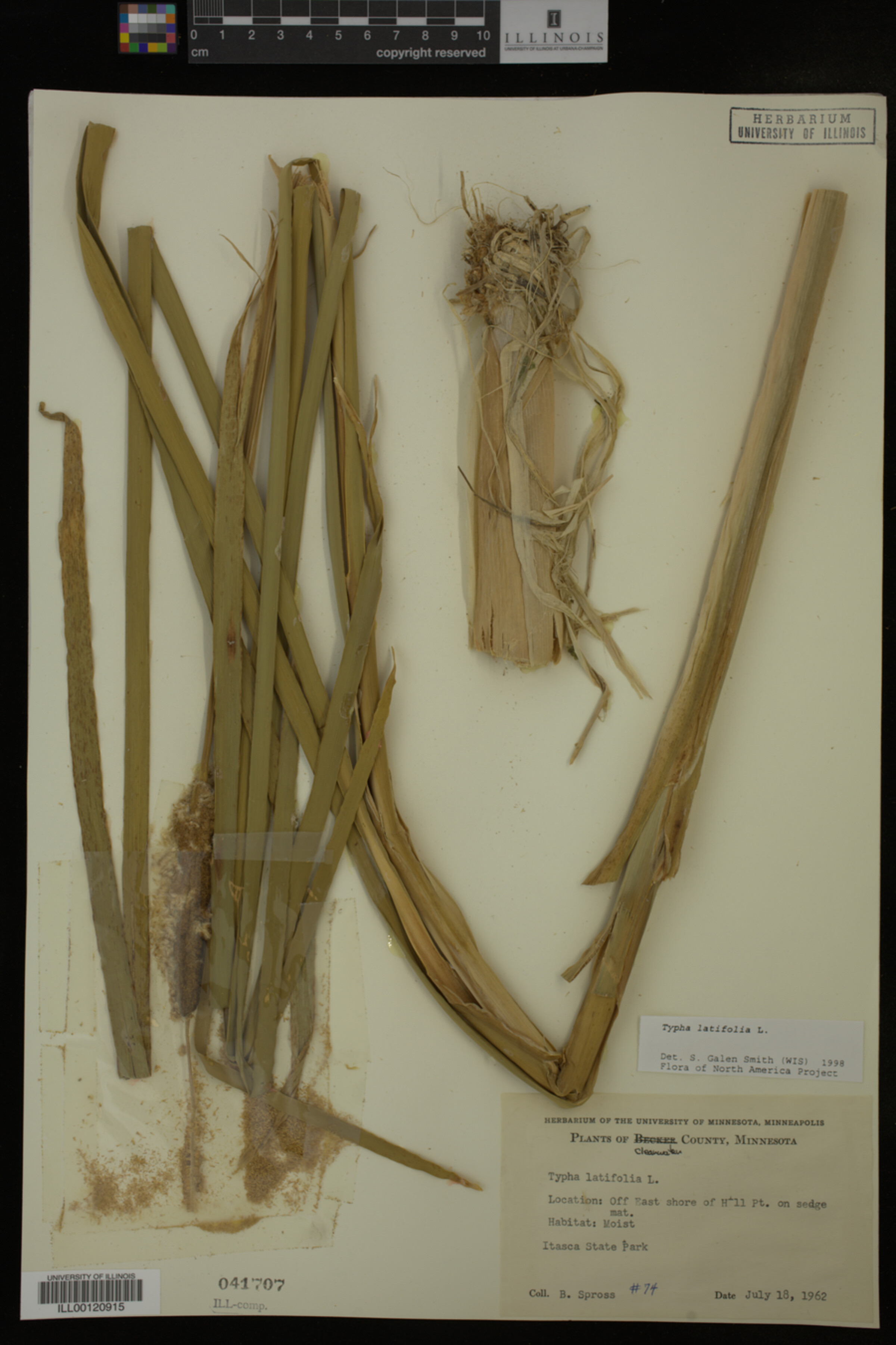 Typha latifolia image