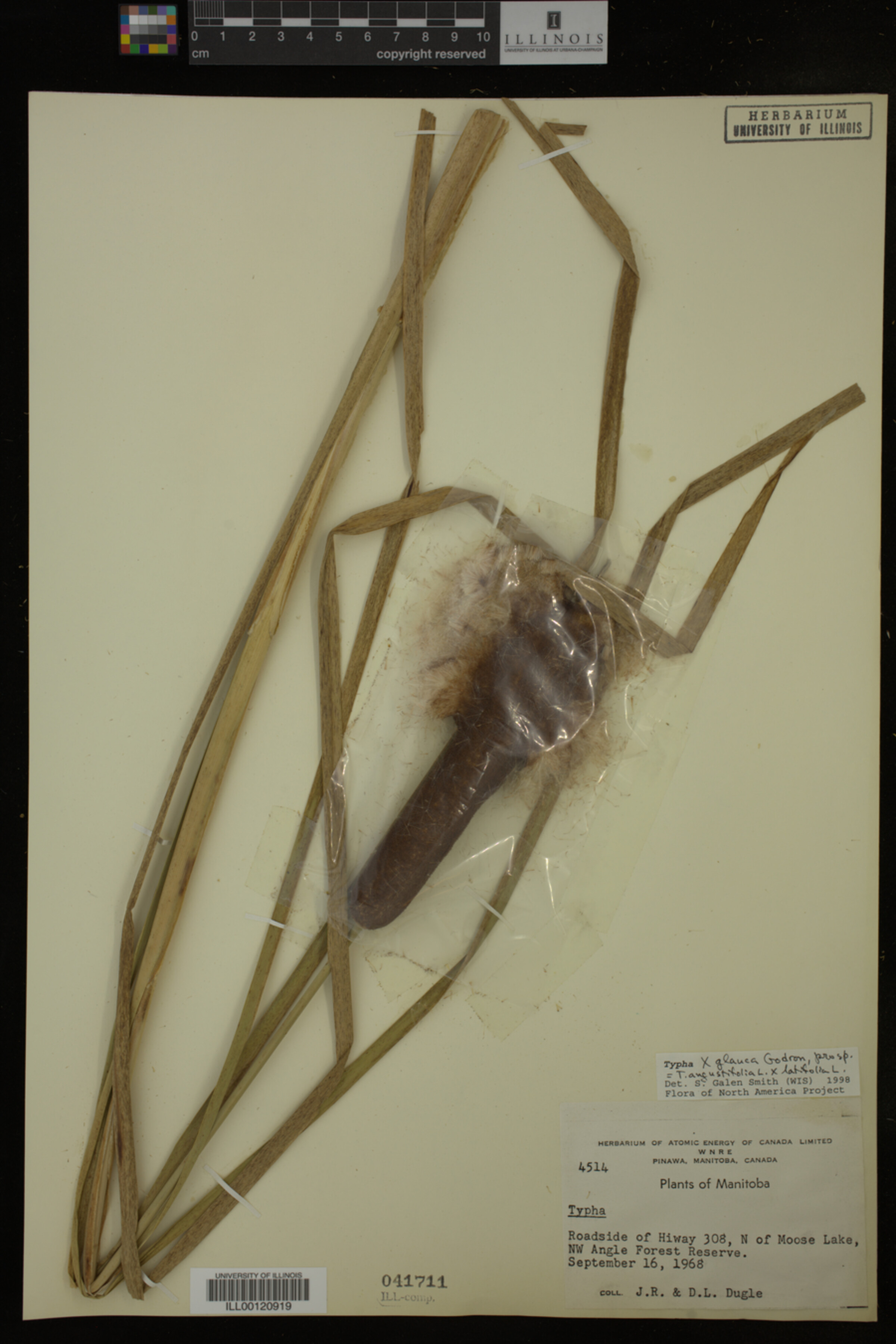 Typha x glauca image