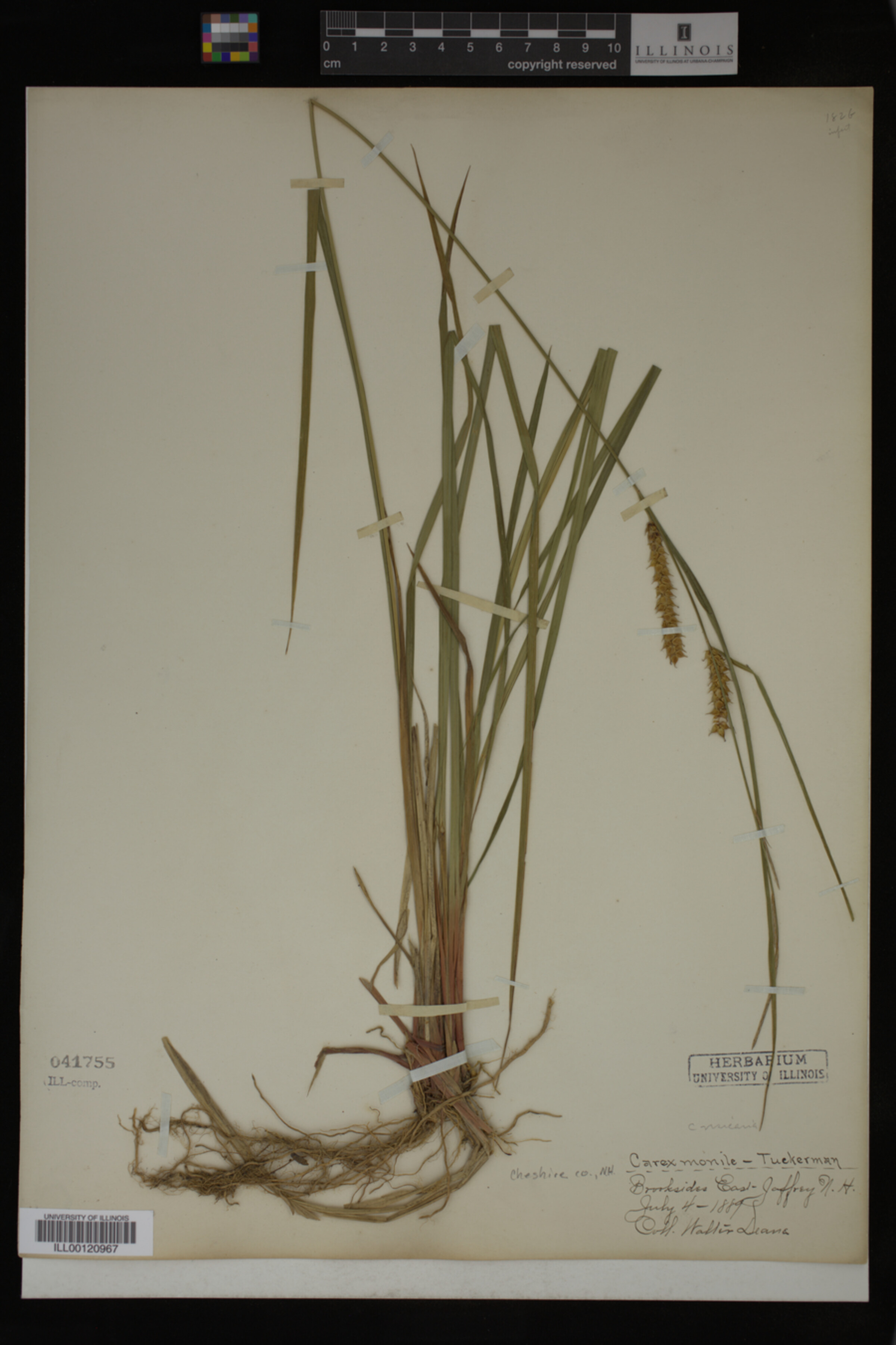 Carex vesicaria image