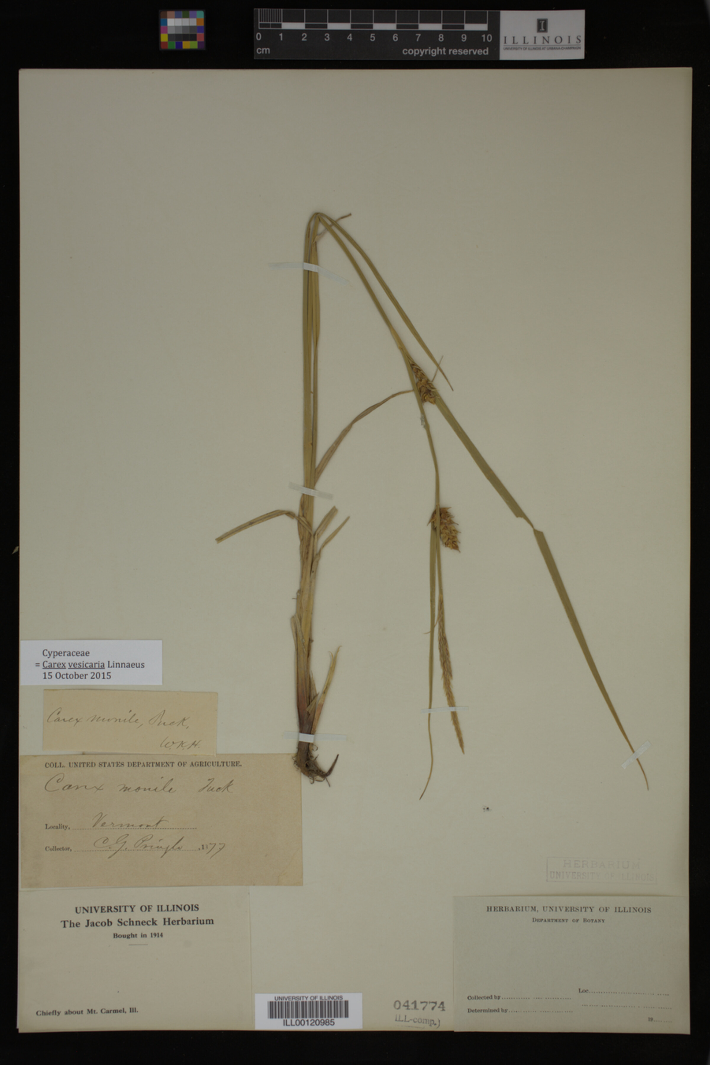 Carex vesicaria image