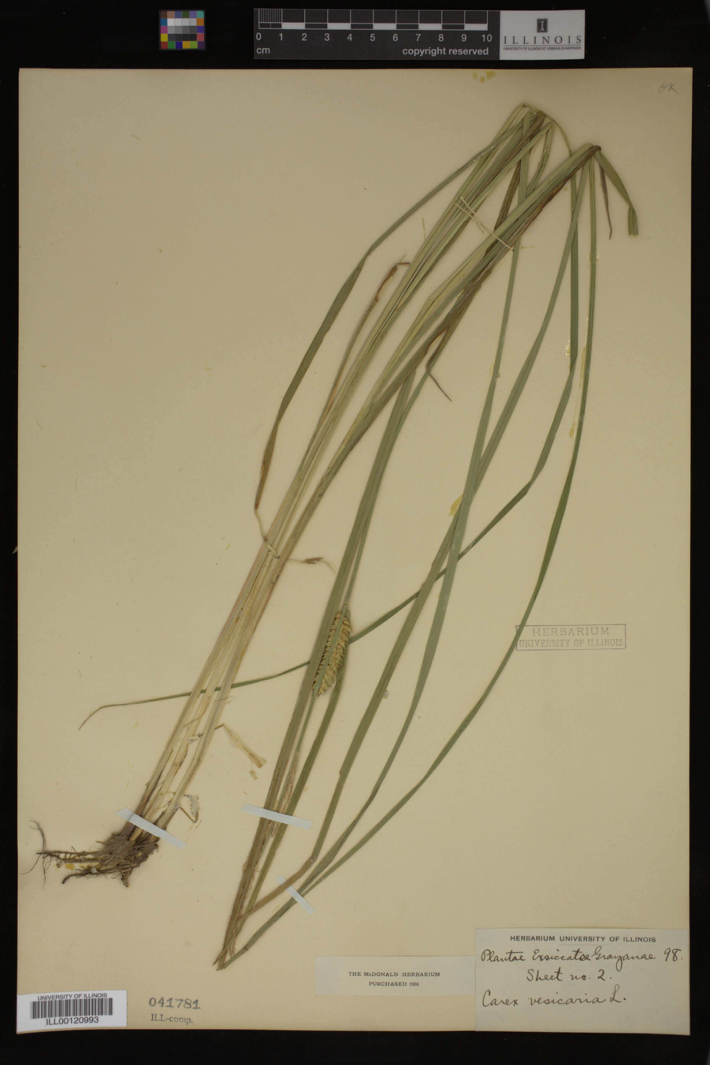 Carex vesicaria image