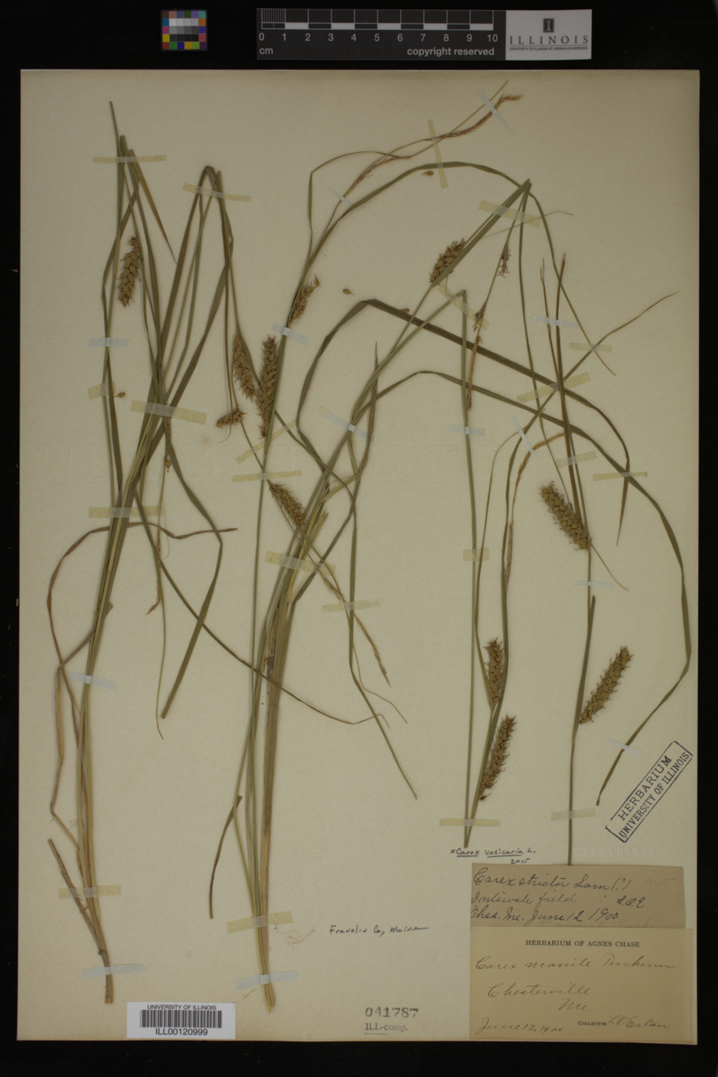 Carex vesicaria image