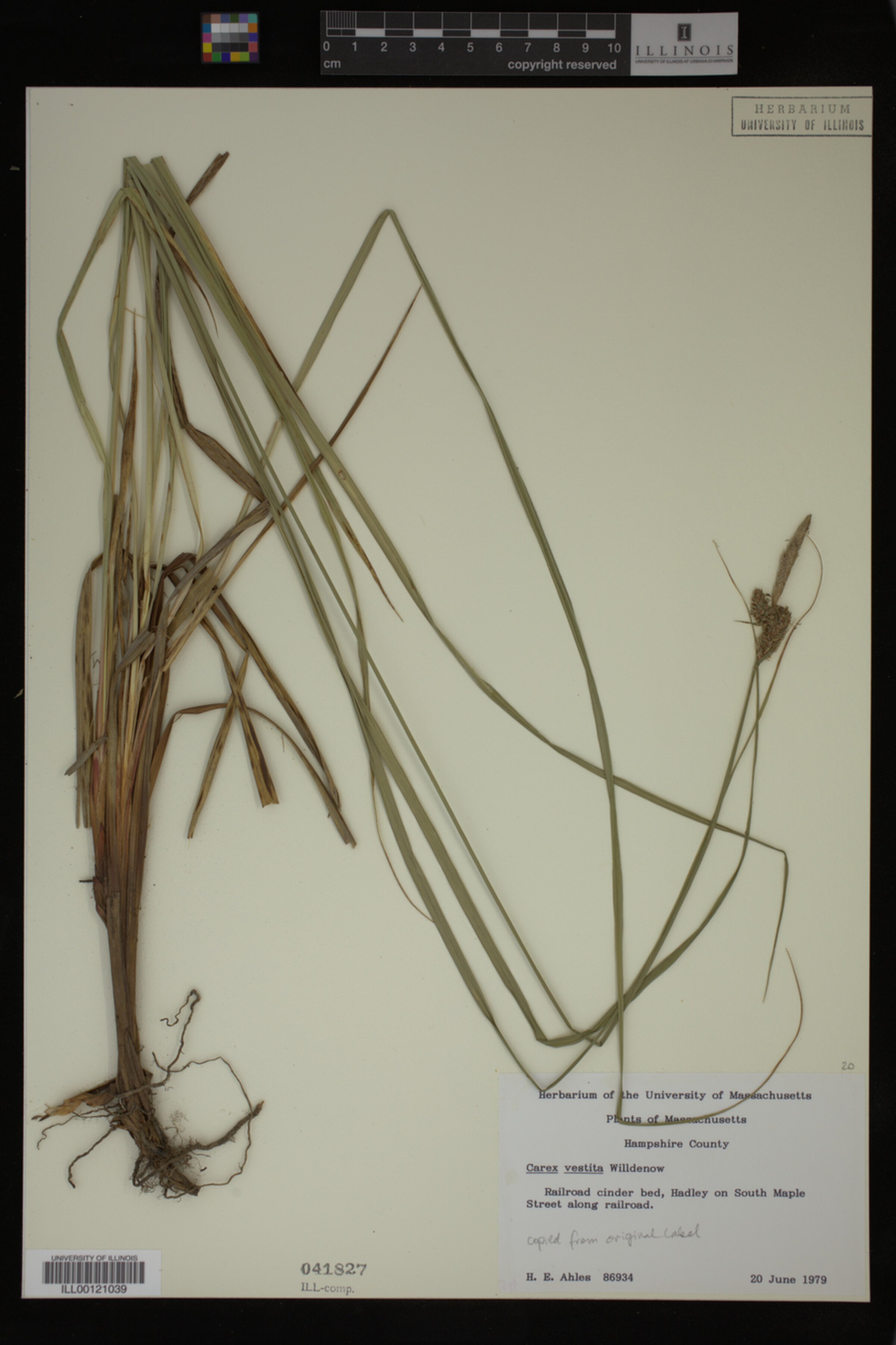 Carex vestita image