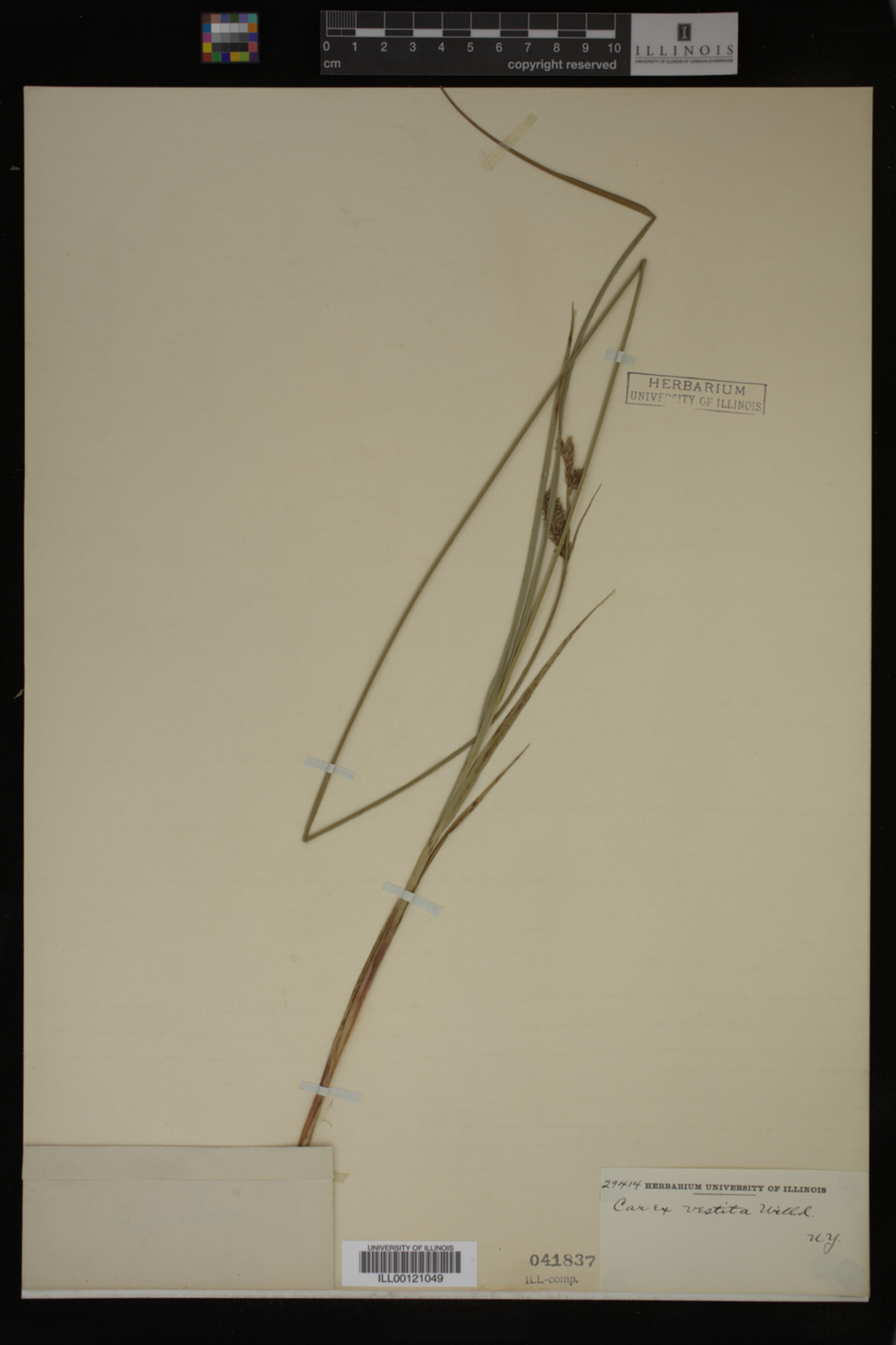 Carex vestita image