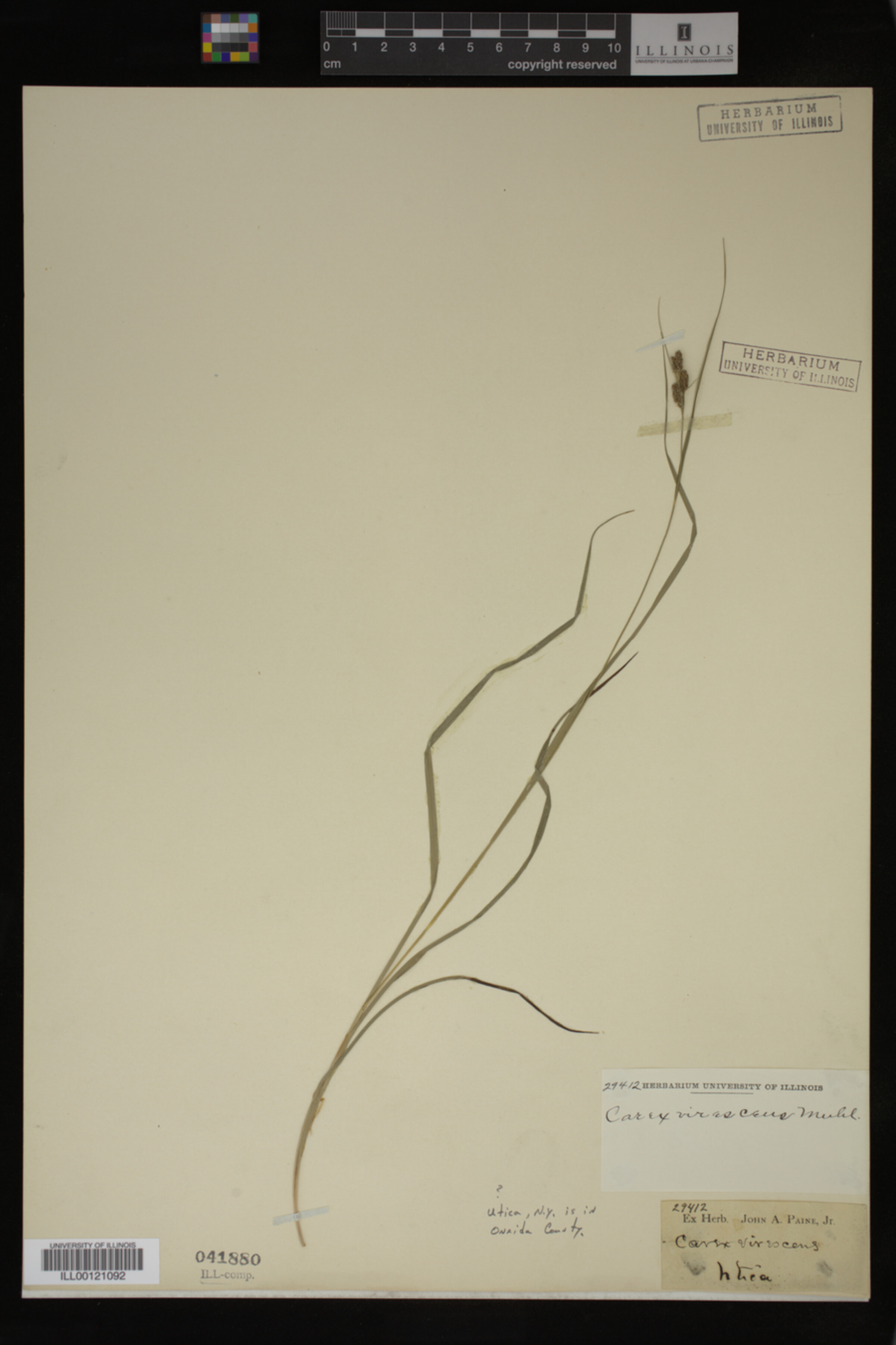 Carex virescens image