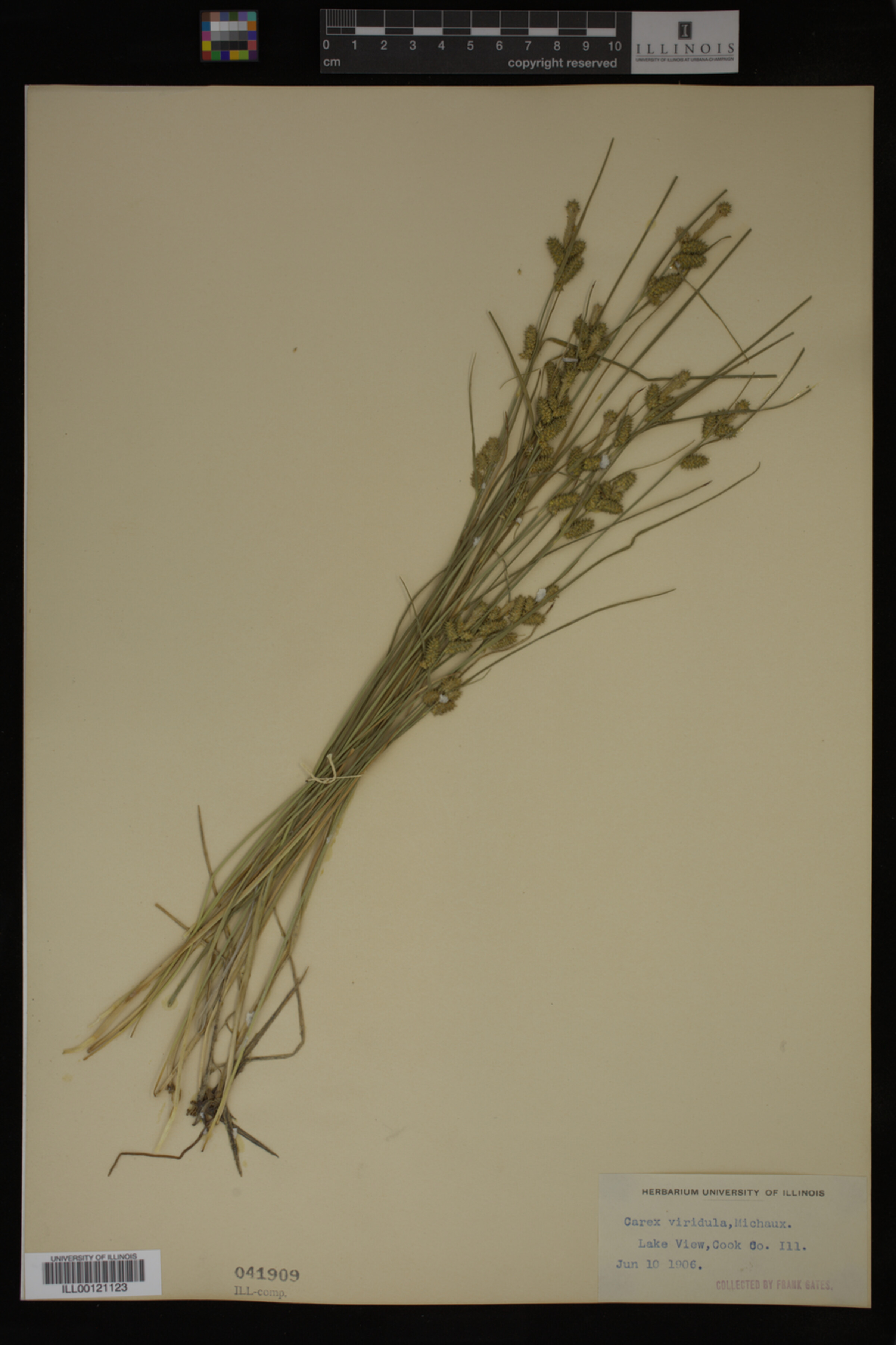Carex viridula image