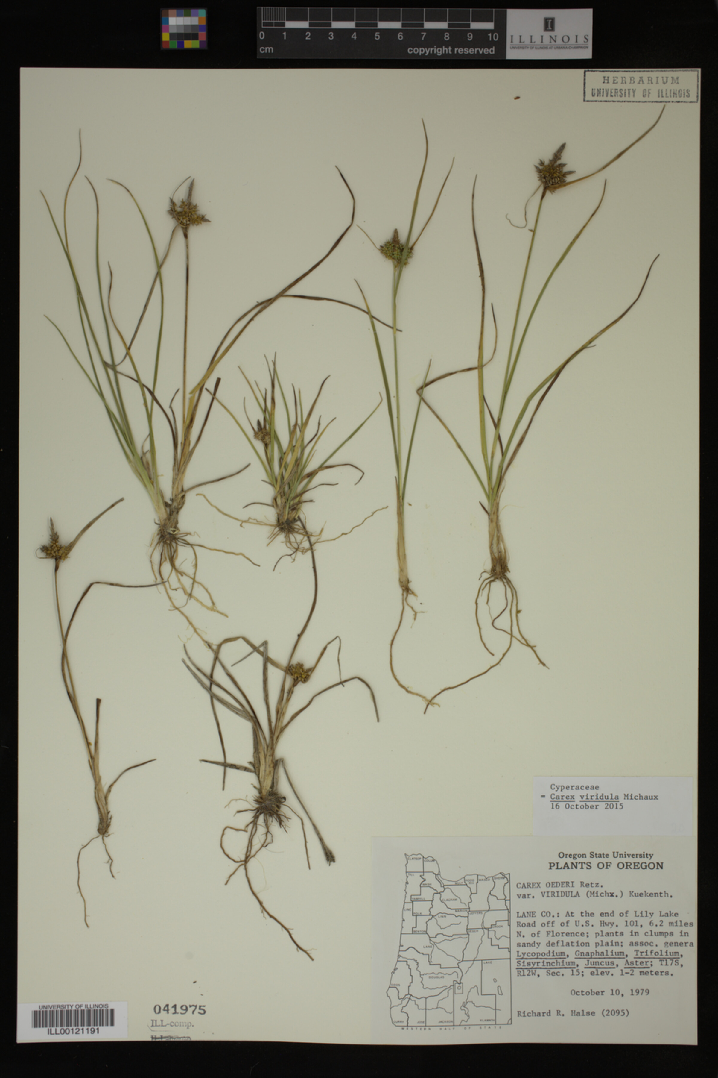 Carex viridula image