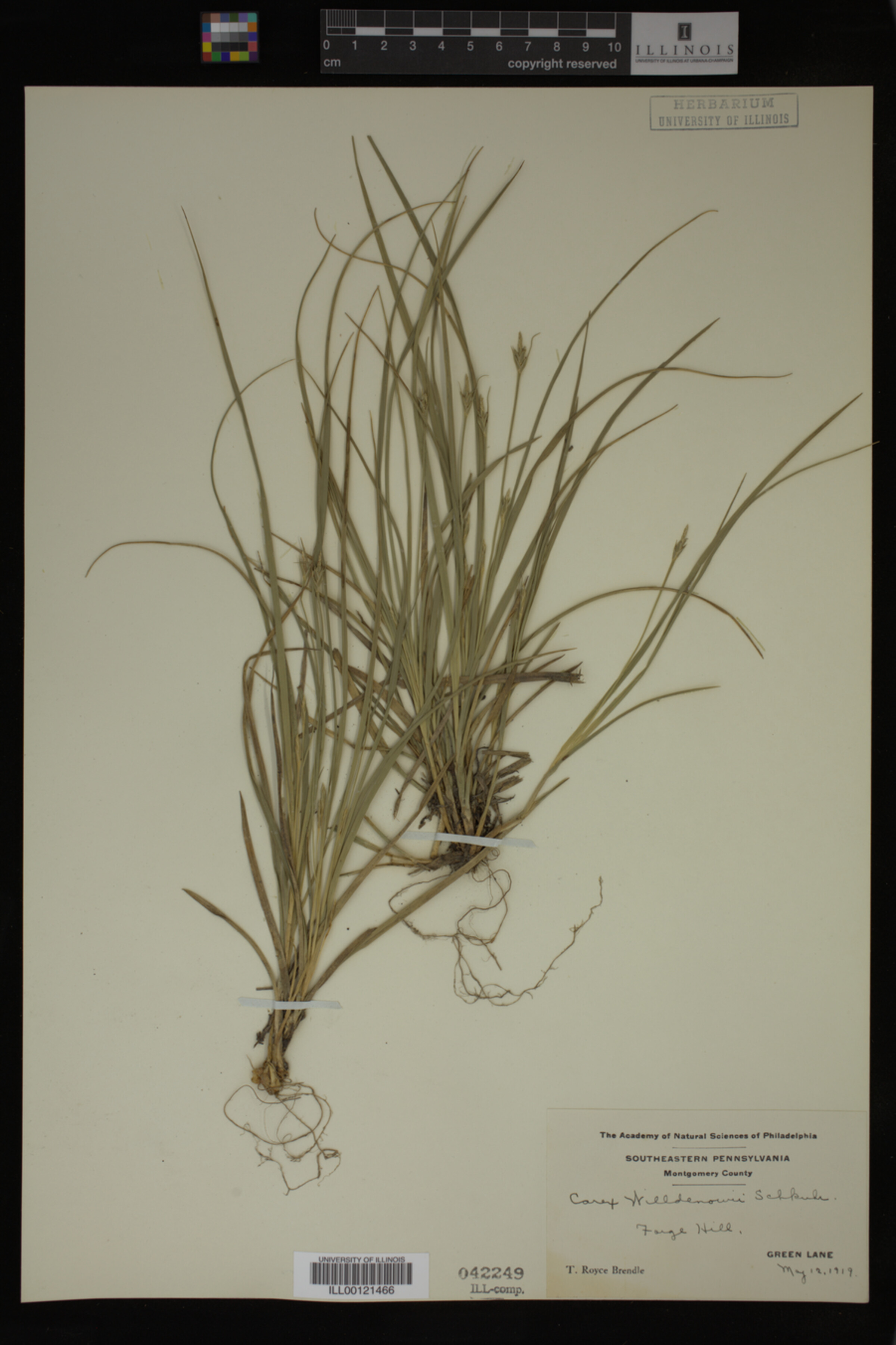 Carex willdenowii image