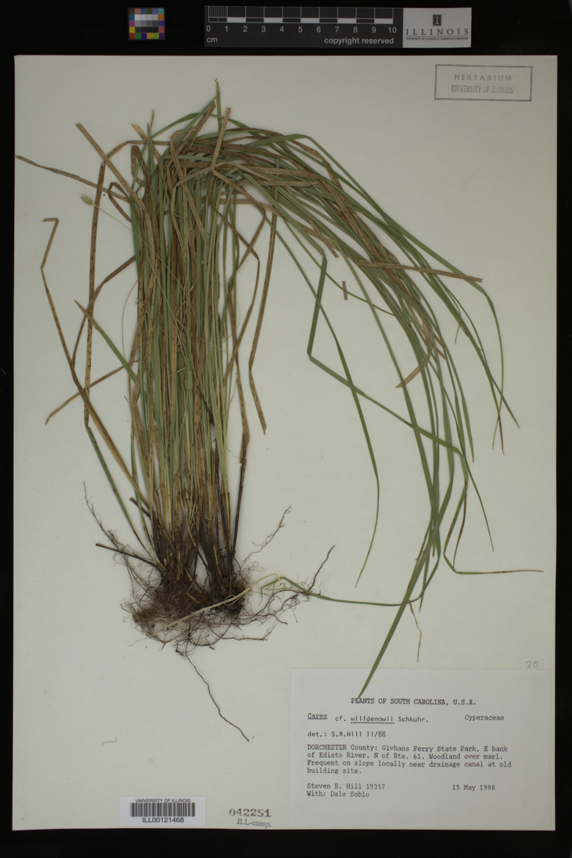 Carex willdenowii image