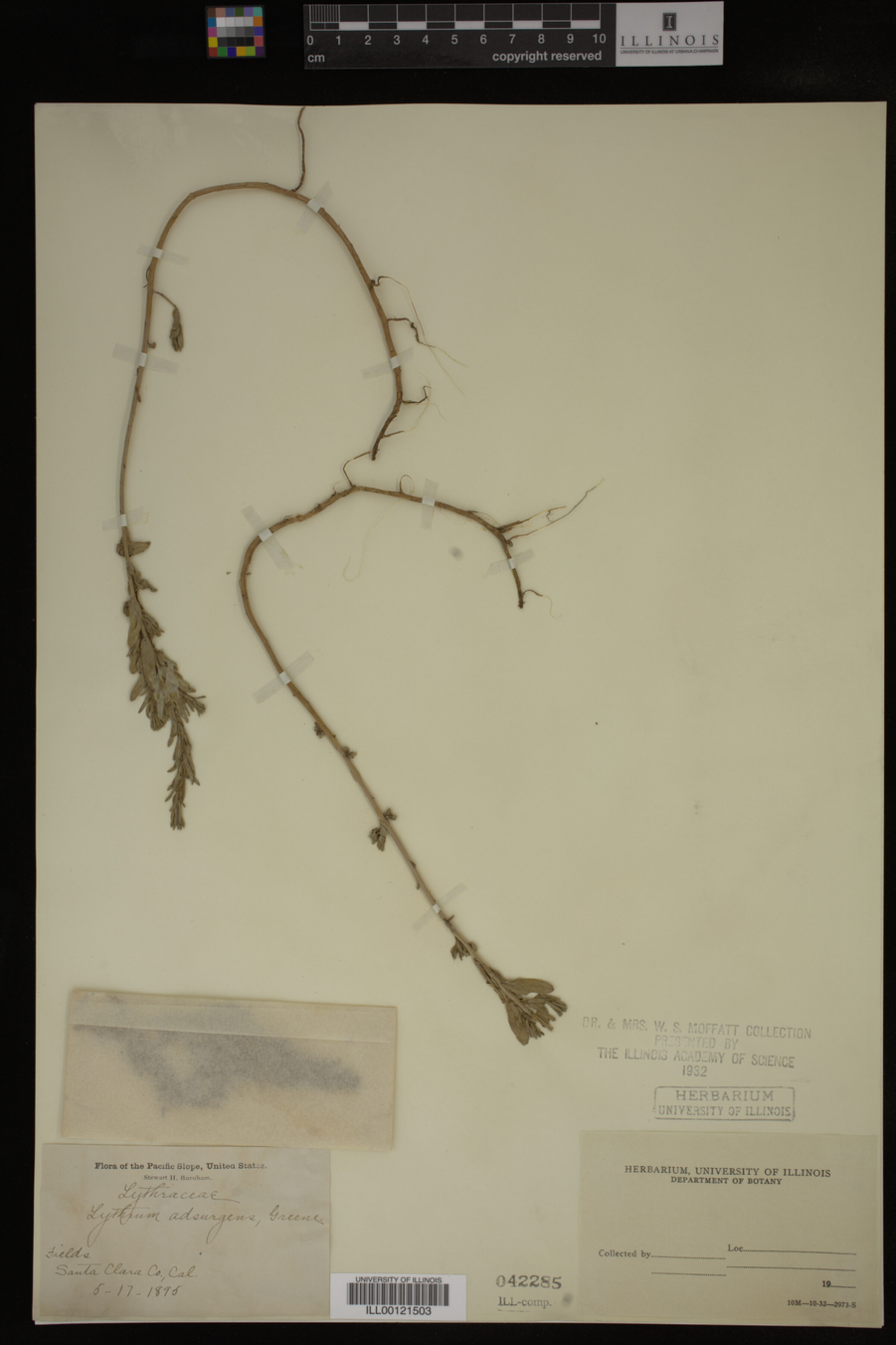 Lythrum image