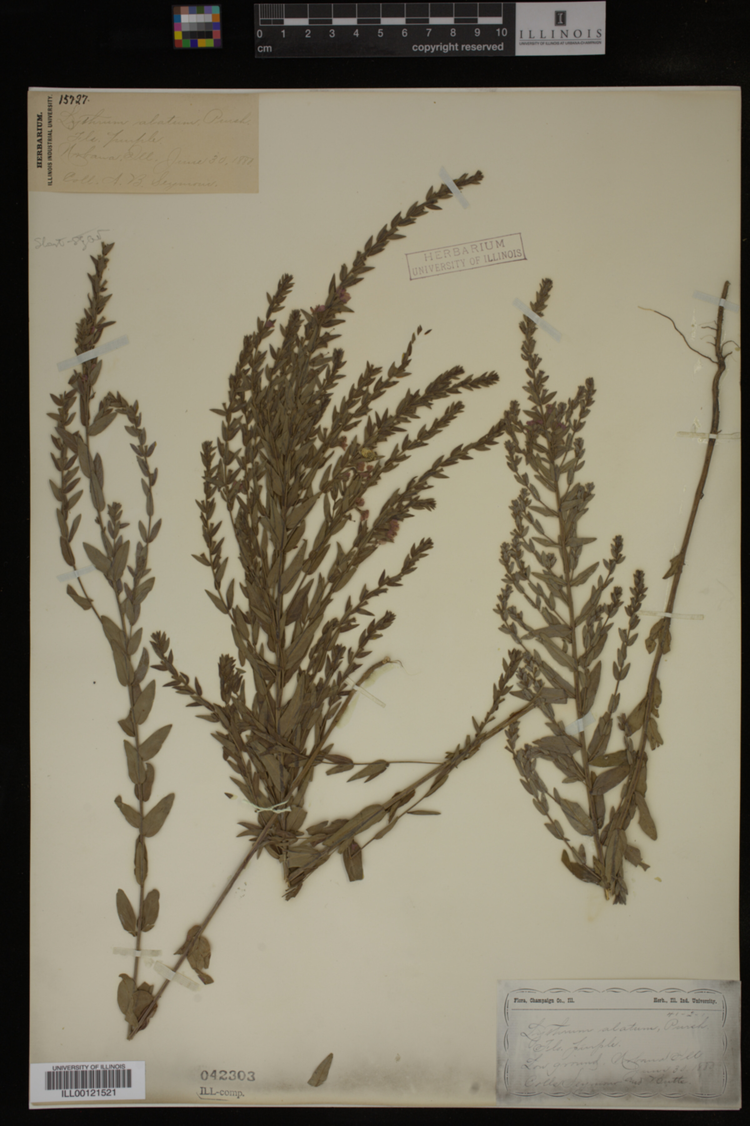 Lythrum alatum image