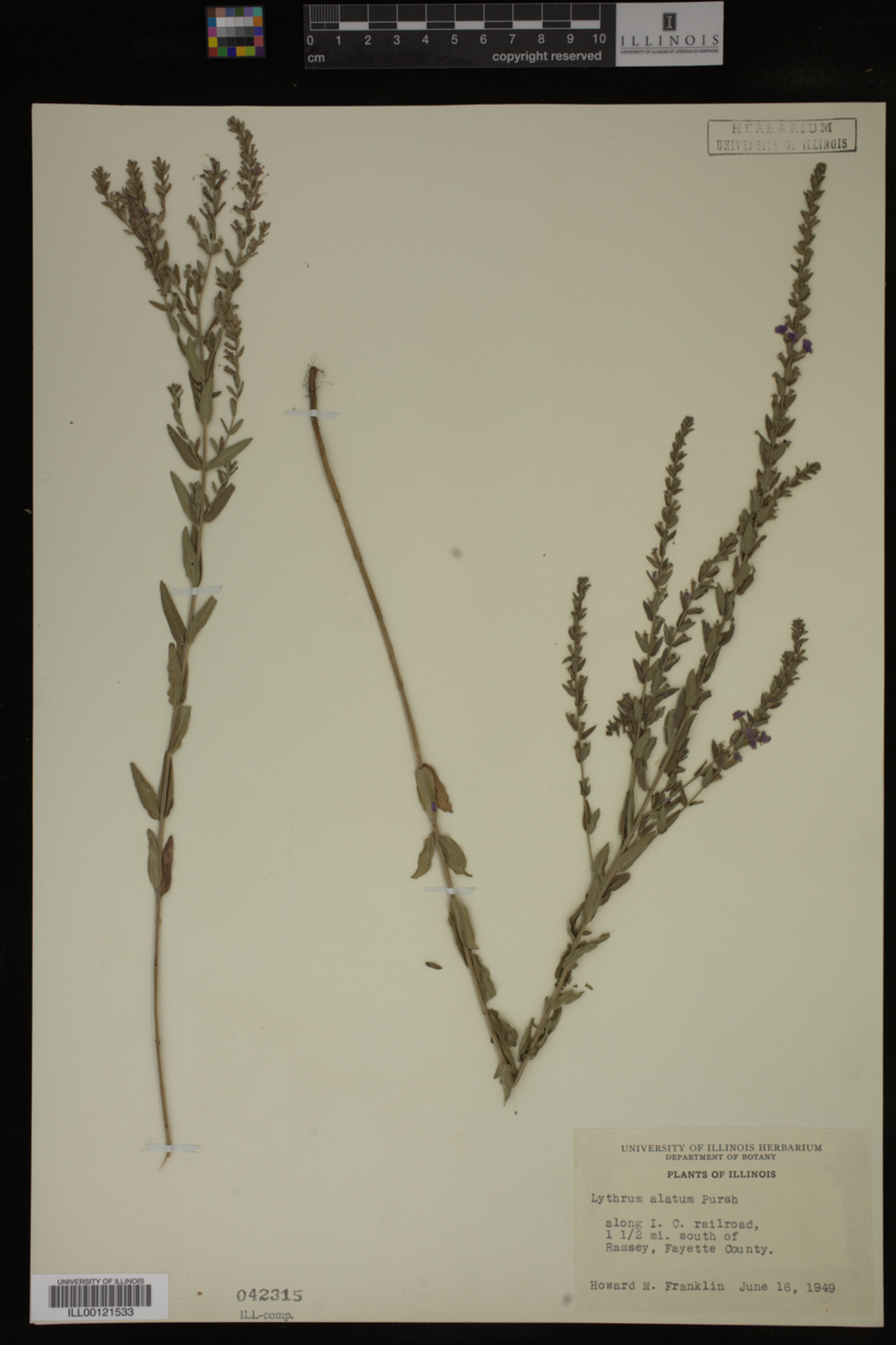 Lythrum image