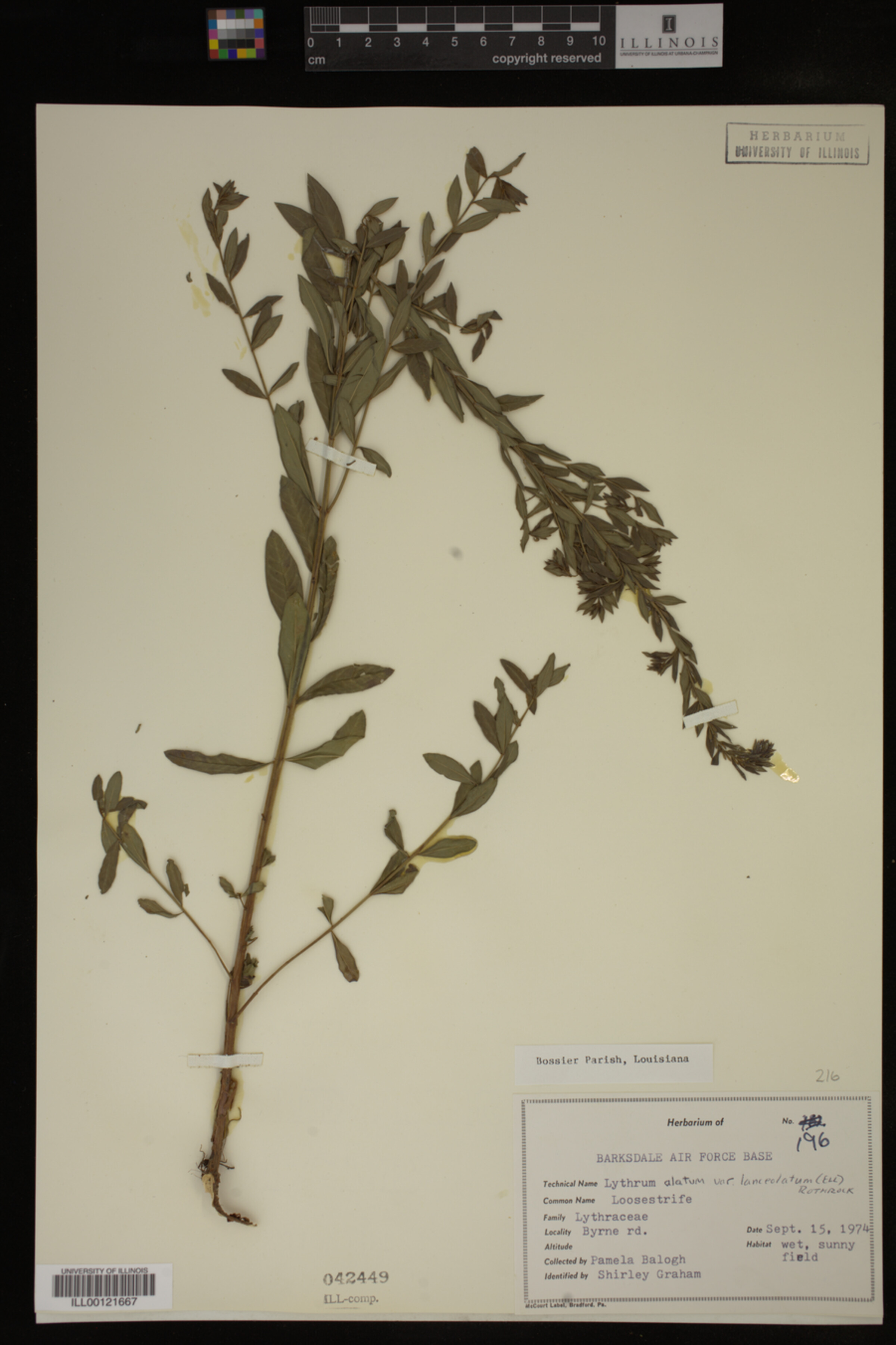 Lythrum alatum var. lanceolatum image