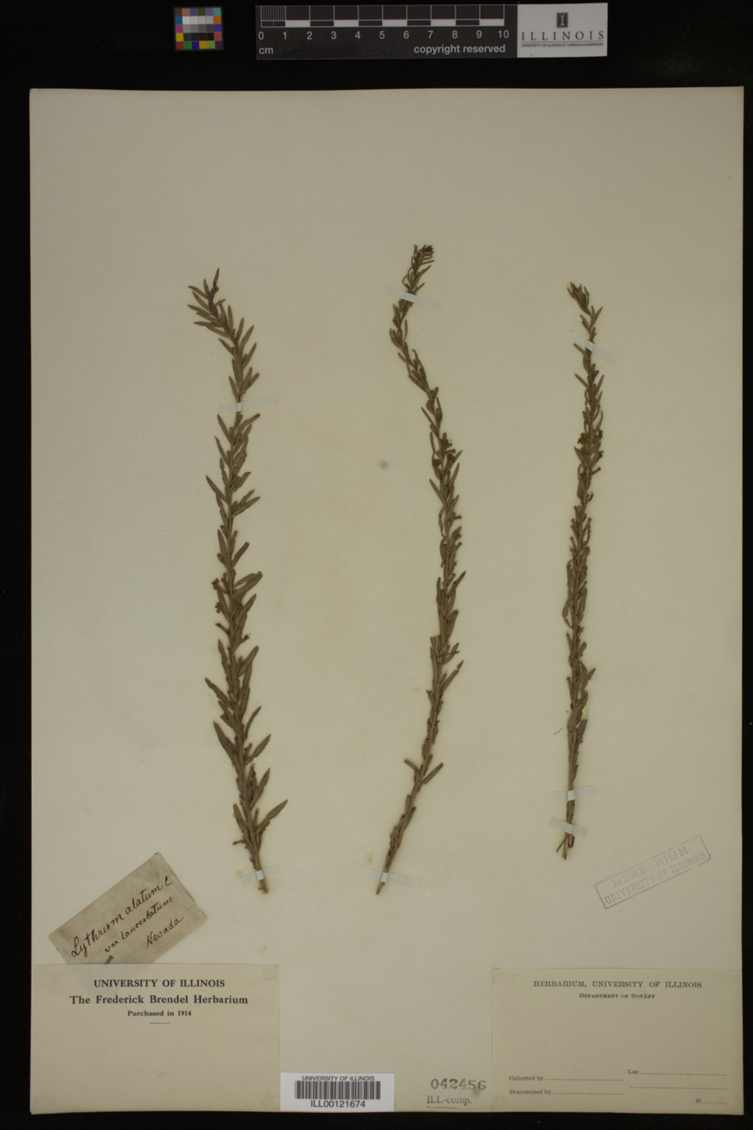Lythrum alatum var. lanceolatum image