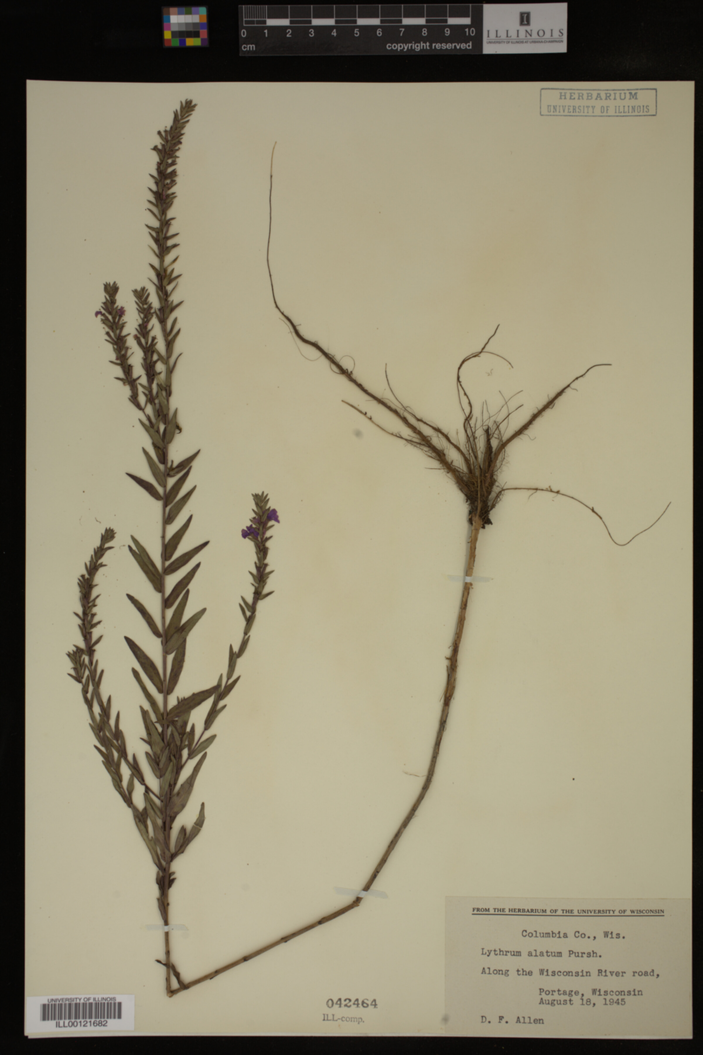 Lythrum alatum image
