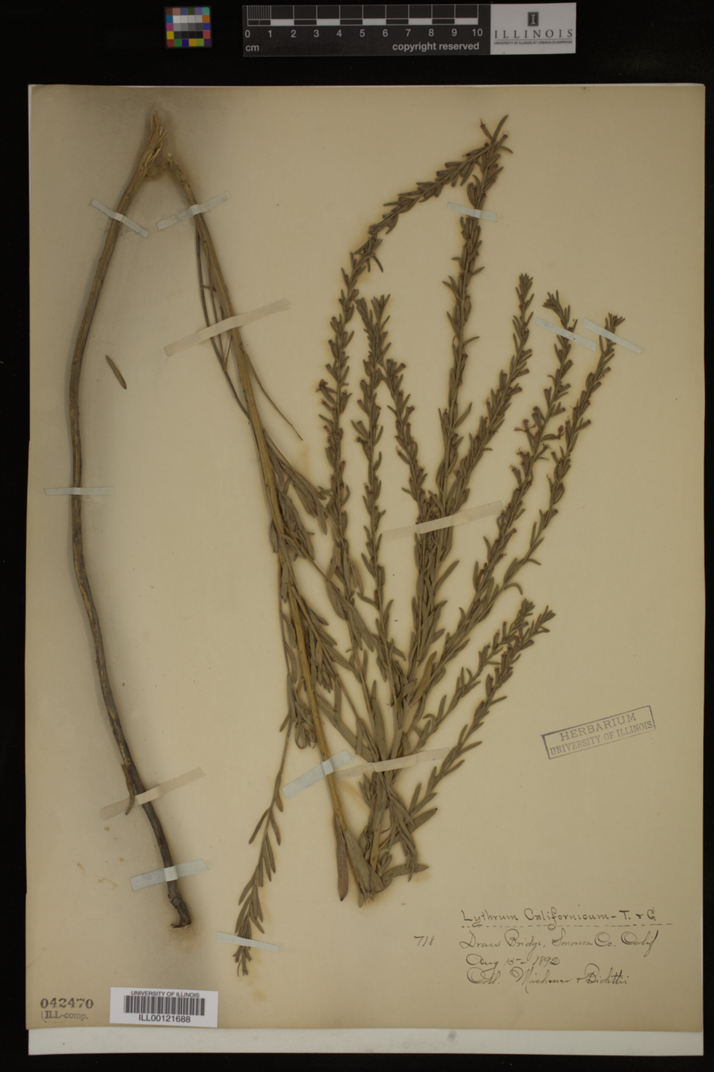 Lythrum californicum image