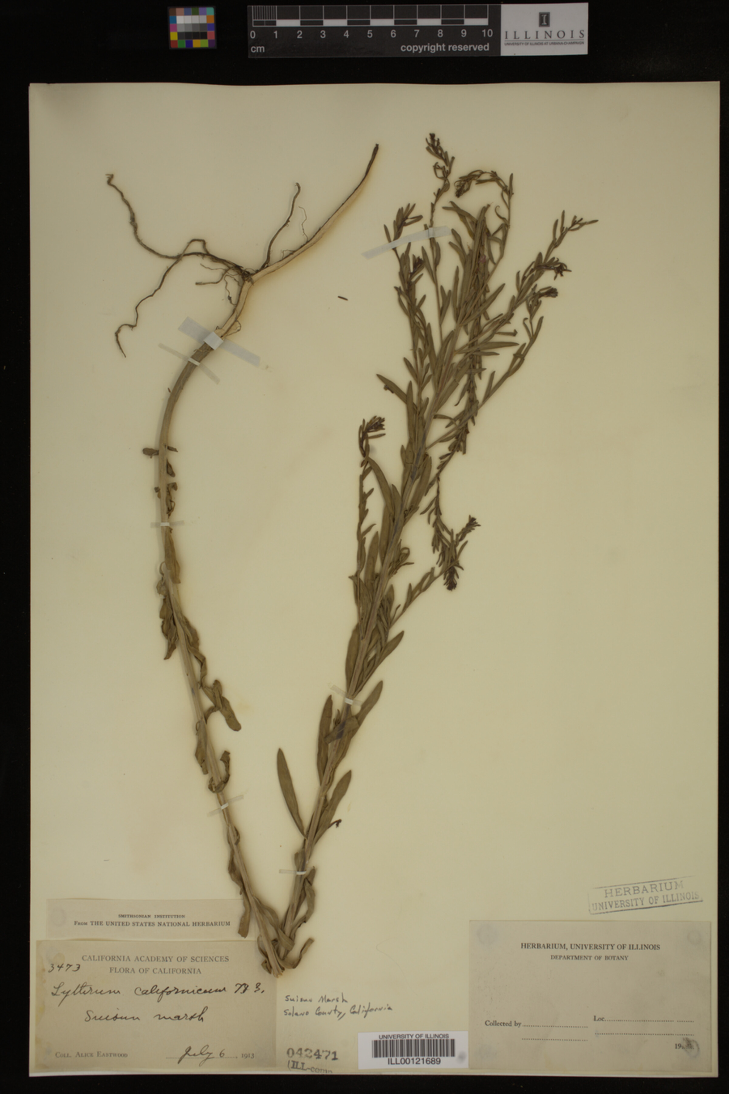 Lythrum californicum image